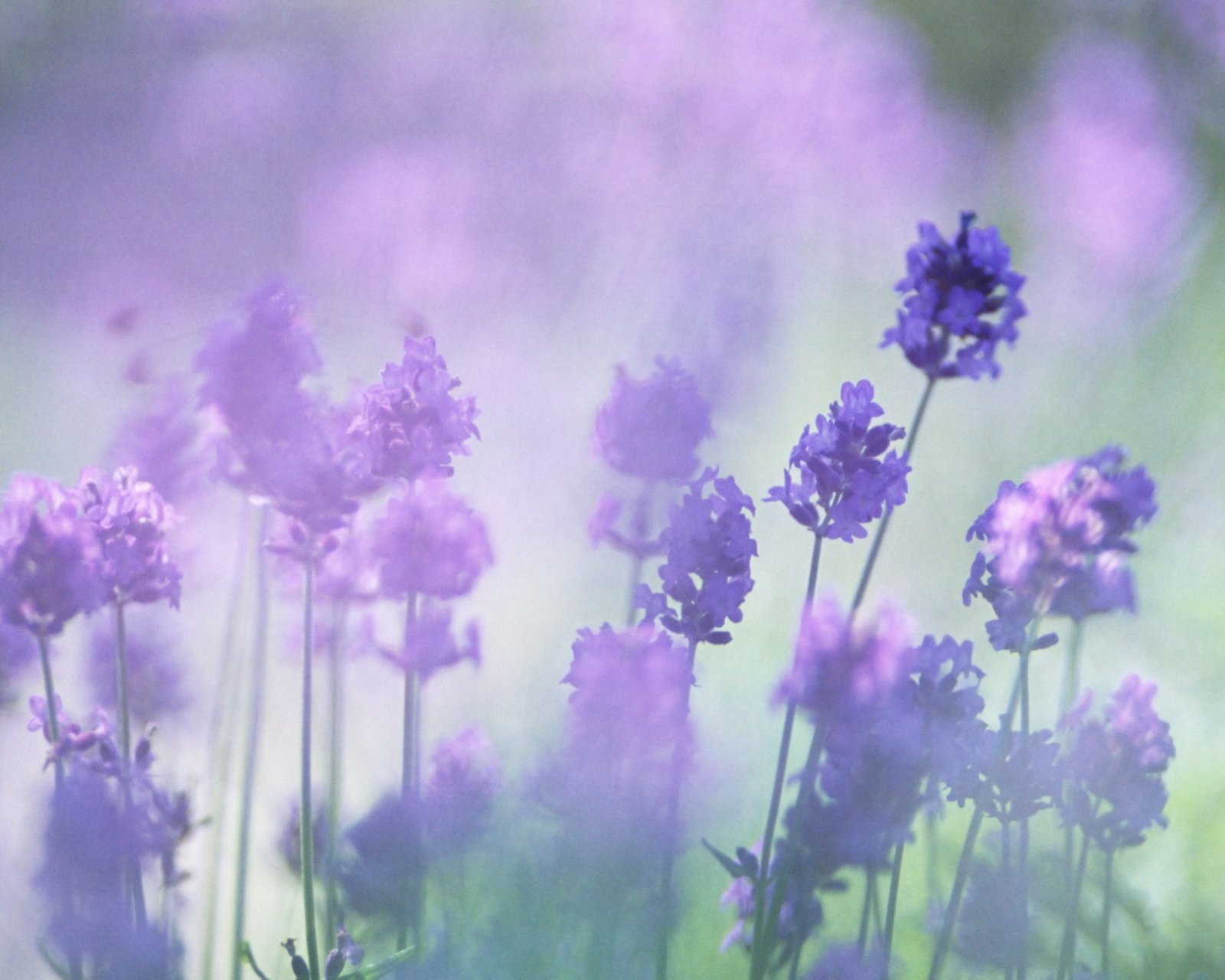 小清新,唯美,薰衣草,风景,植物,等待爱情,紫色