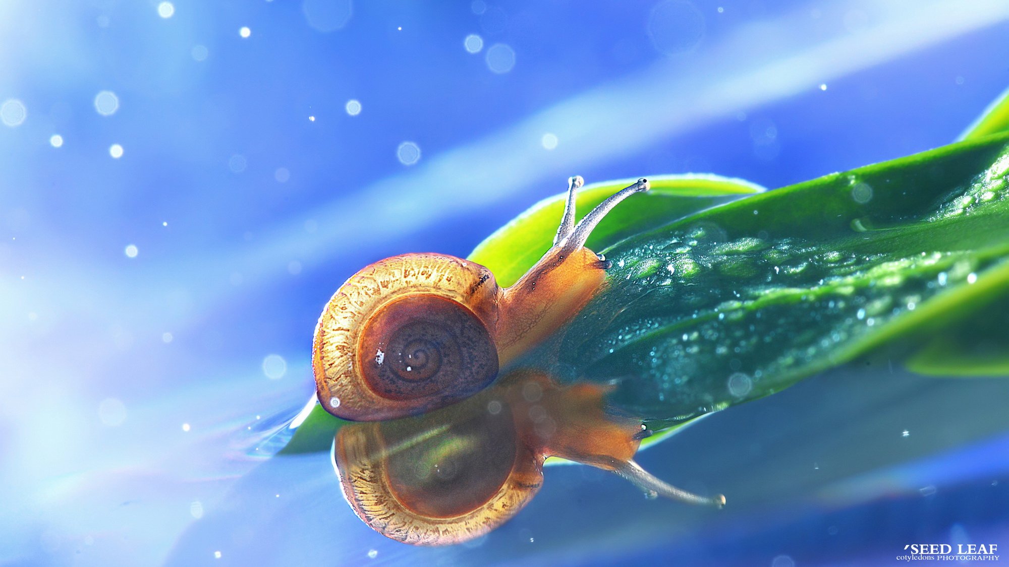 Seed,leaf摄影-蜗牛梦幻記,@SeedLeaf