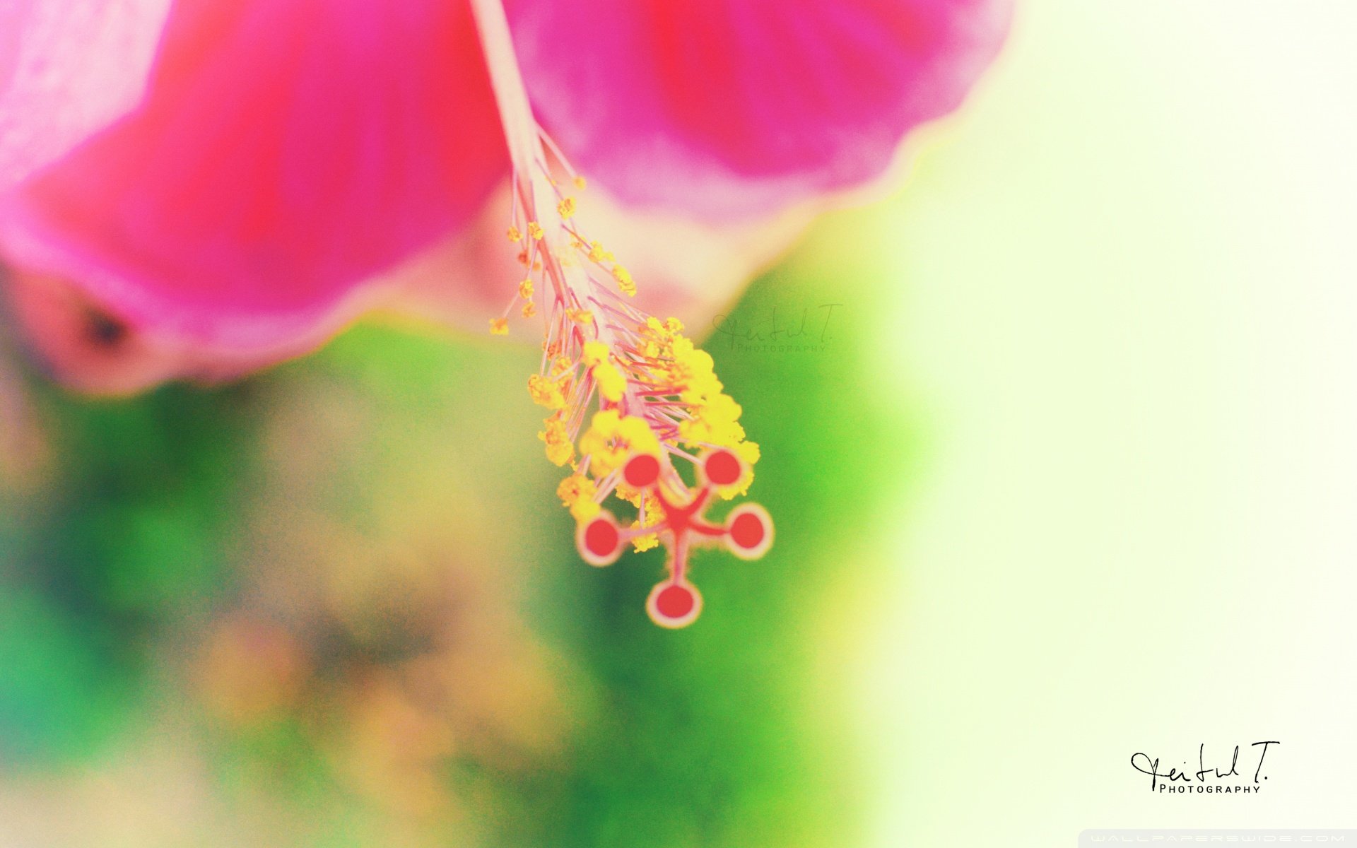 小清新,唯美,花,娇艳欲滴