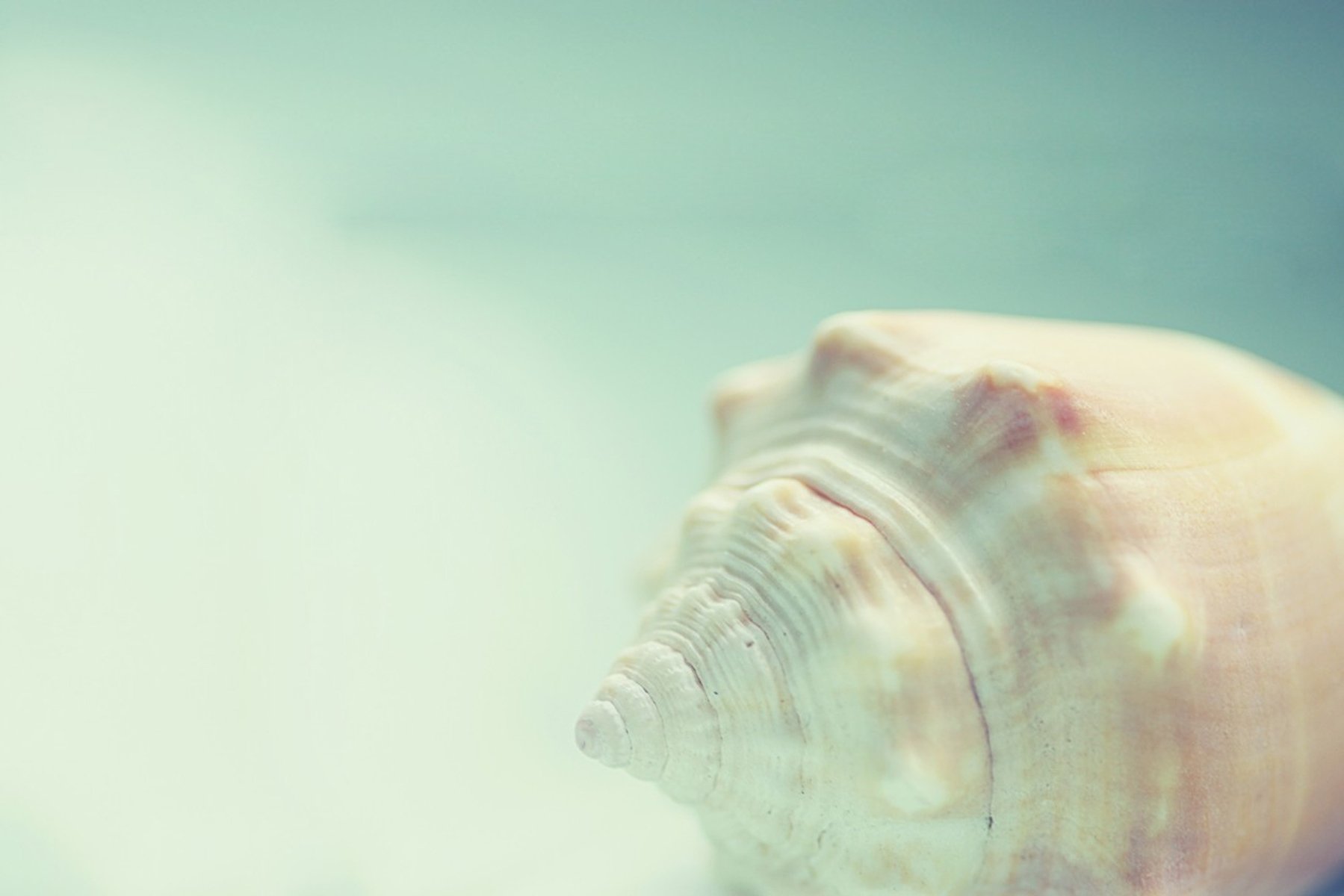 小清新,唯美,静物写真,物语,大海,海边,海螺,沙滩,贝壳