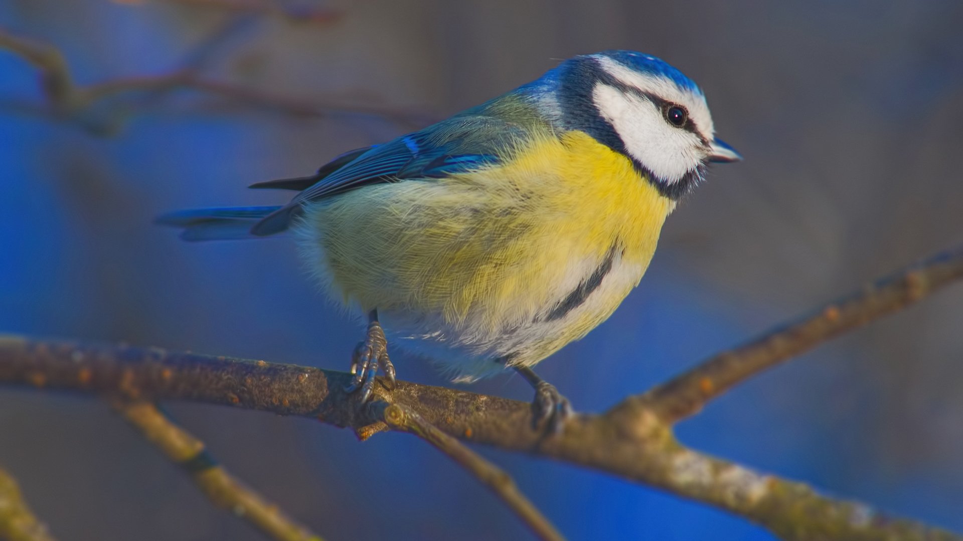 动物,野生动物,鸟儿