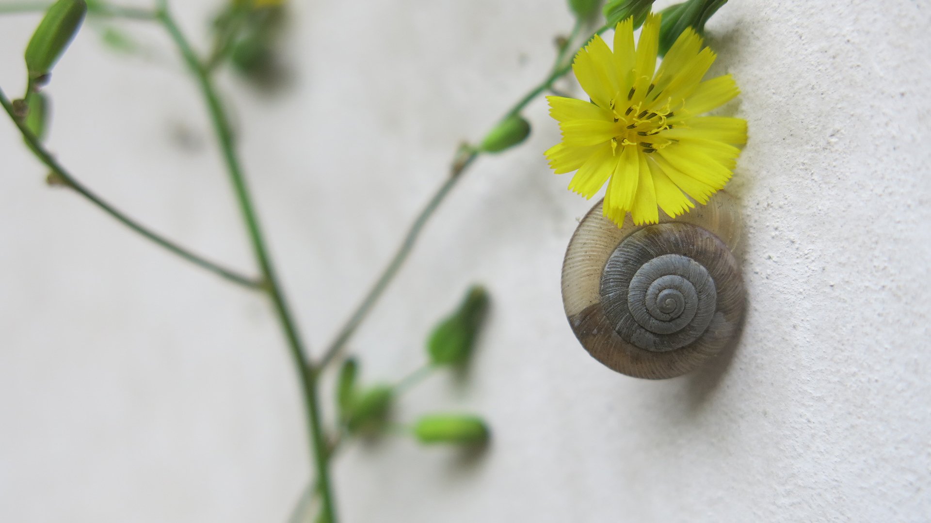 小清新,唯美,温馨,安静,蜗牛
