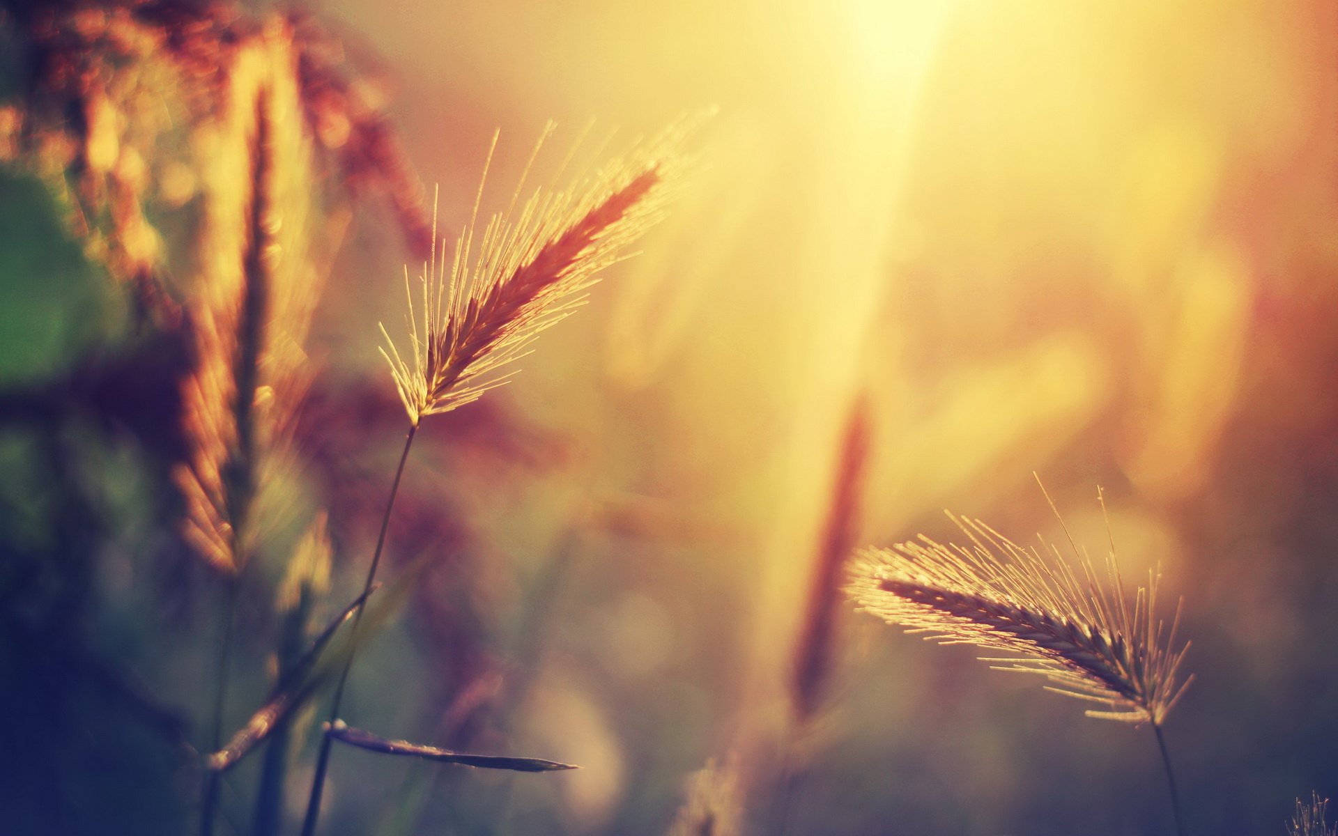 小清新,唯美,麦苗,麦田,丰收,夕阳,秋天