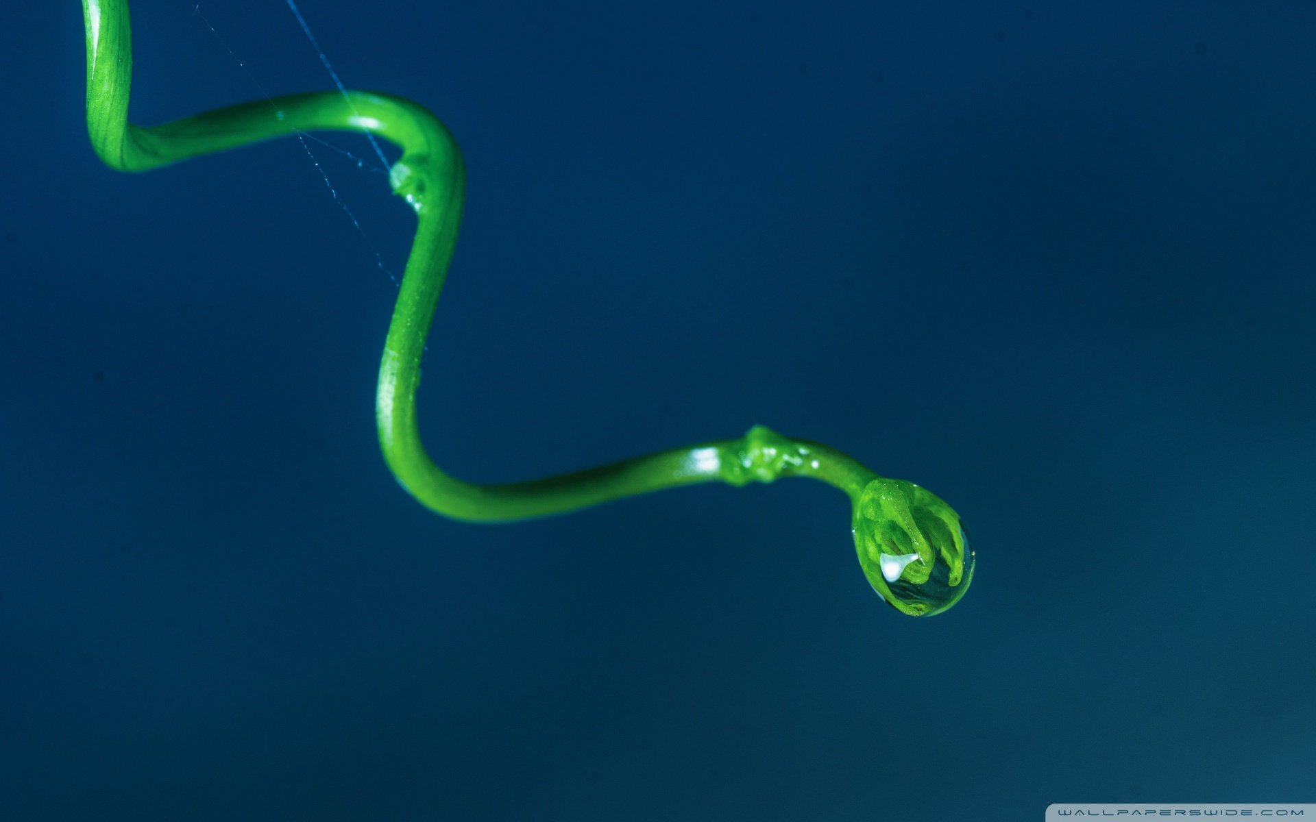 小清新,唯美,温馨,安静,露珠