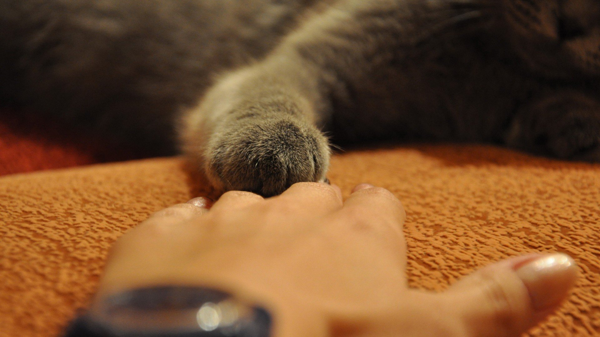 动物,萌宠,喵星人,猫咪,猫爪