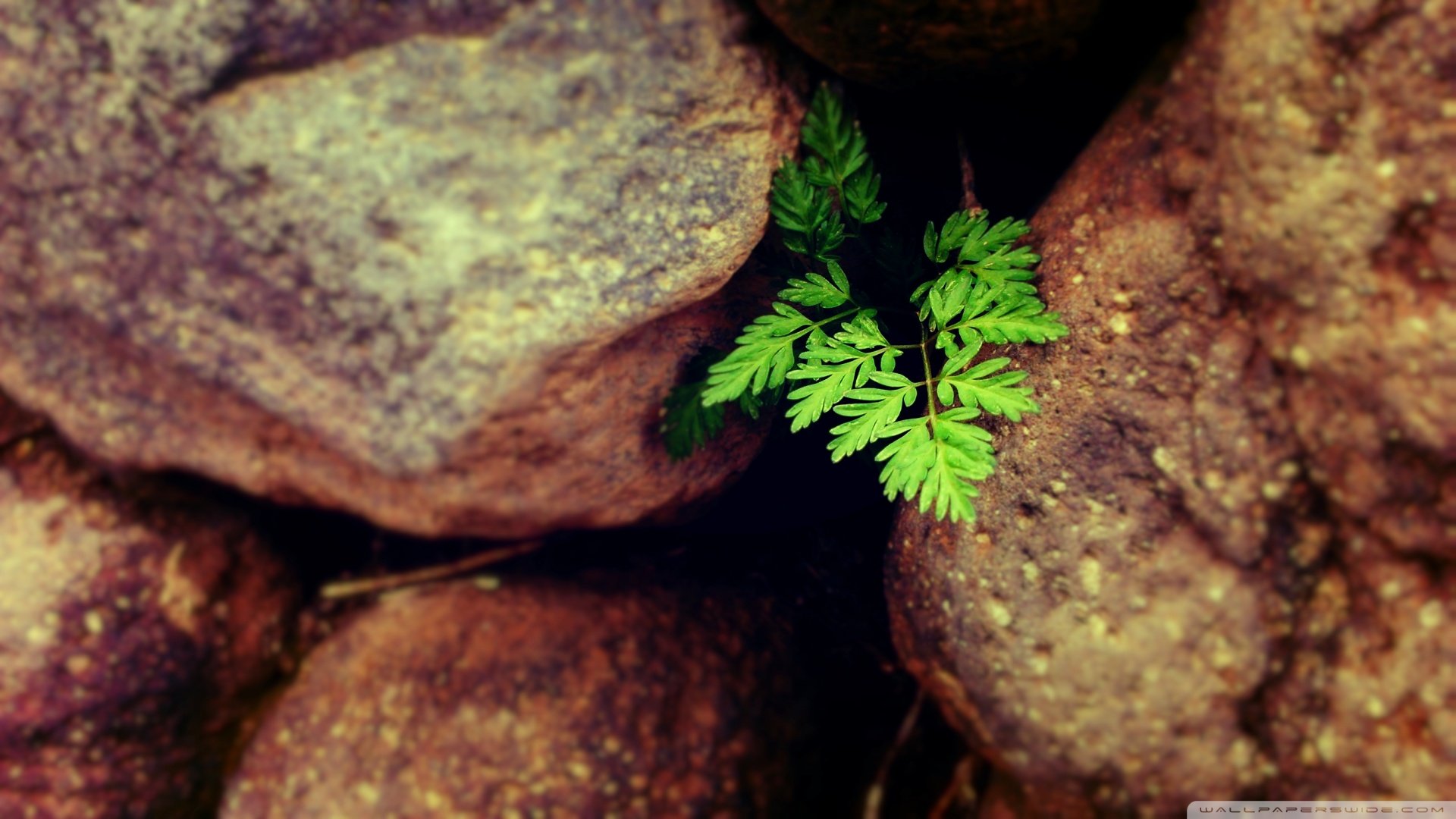 小清新,唯美,干枯,生命,坚强,顽强