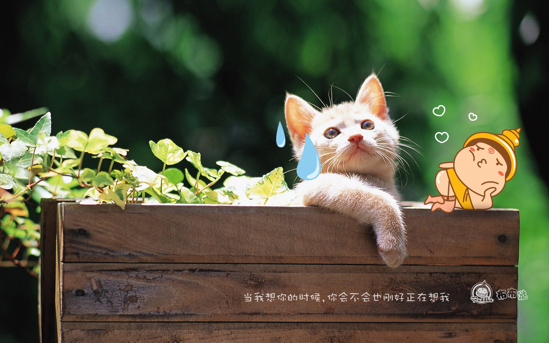 布布哒,搞笑,可爱