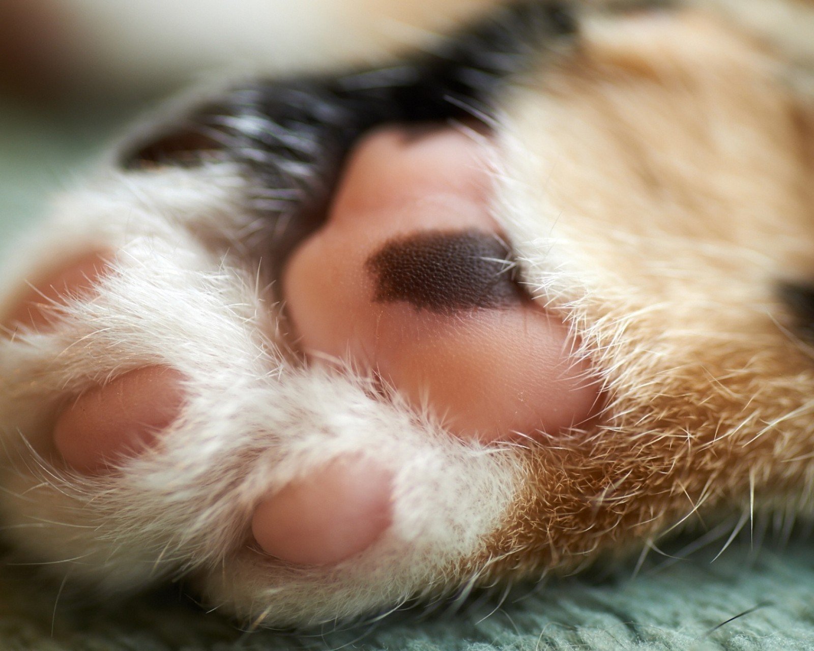 动物,萌宠,喵星人,猫咪,猫爪