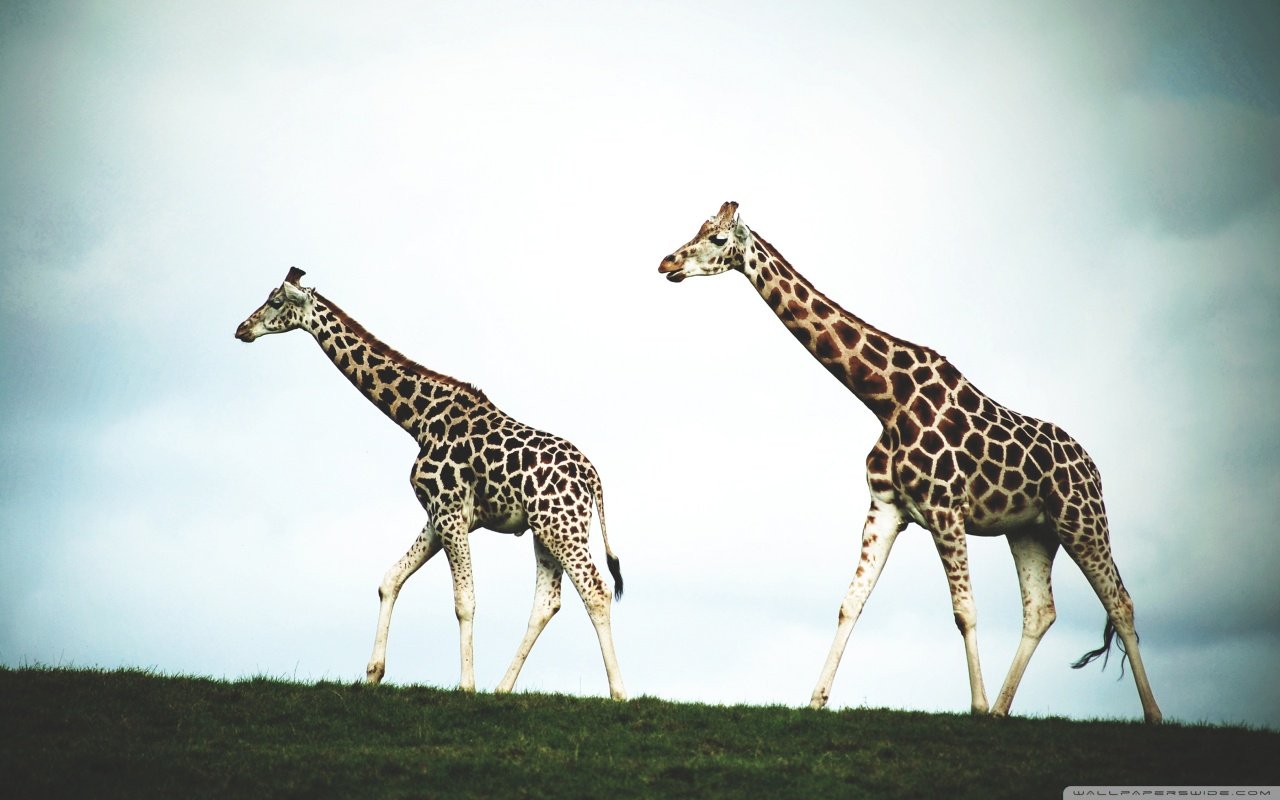 动物,野生动物,长颈鹿