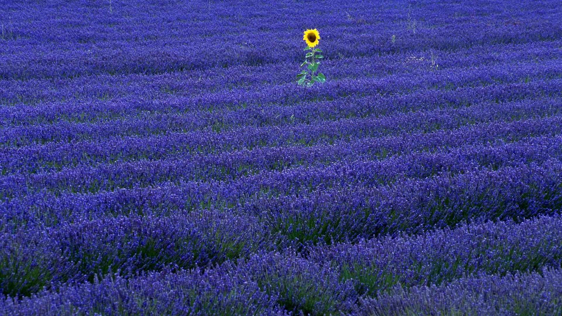 小清新,唯美,薰衣草,风景,植物,等待爱情,紫色