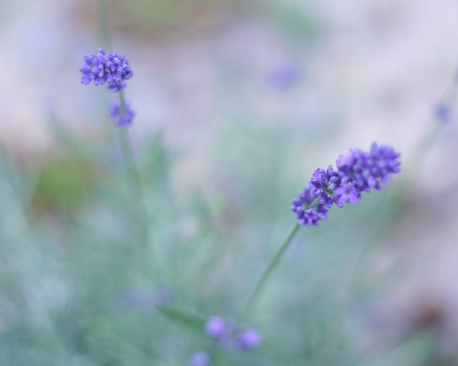 小清新,唯美,薰衣草,风景,植物,等待爱情,紫色