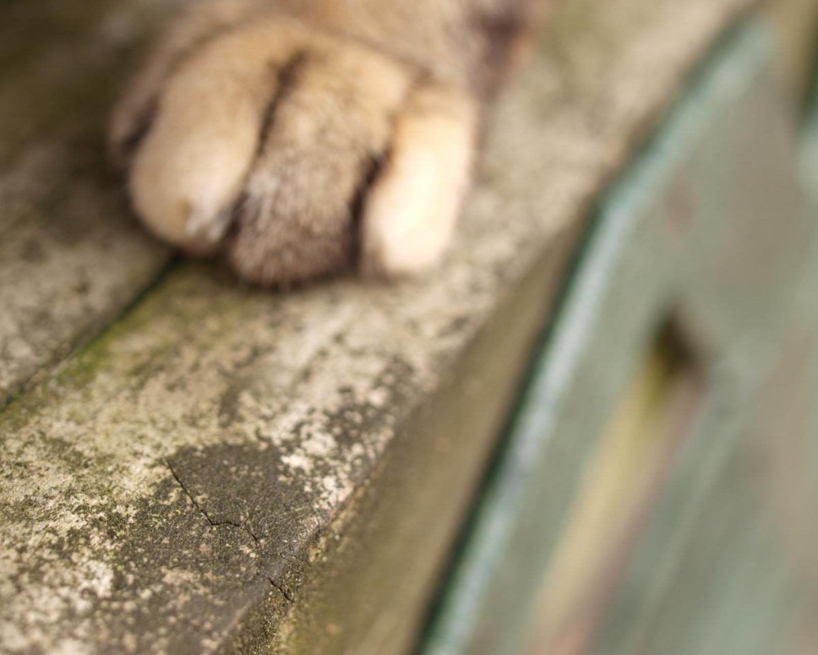 动物,萌宠,喵星人,猫咪,猫爪