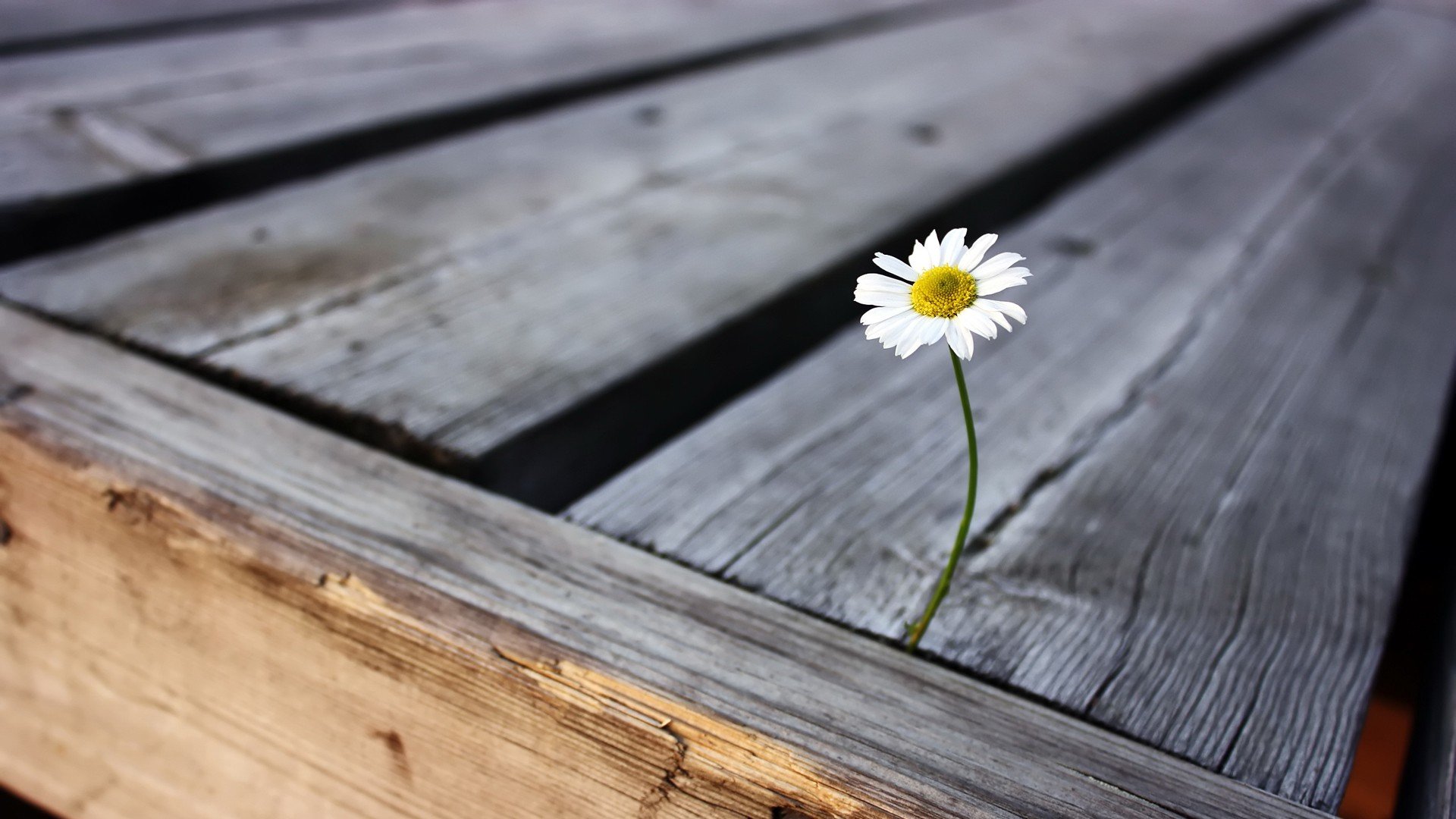 小清新,唯美,干枯,生命,坚强,顽强