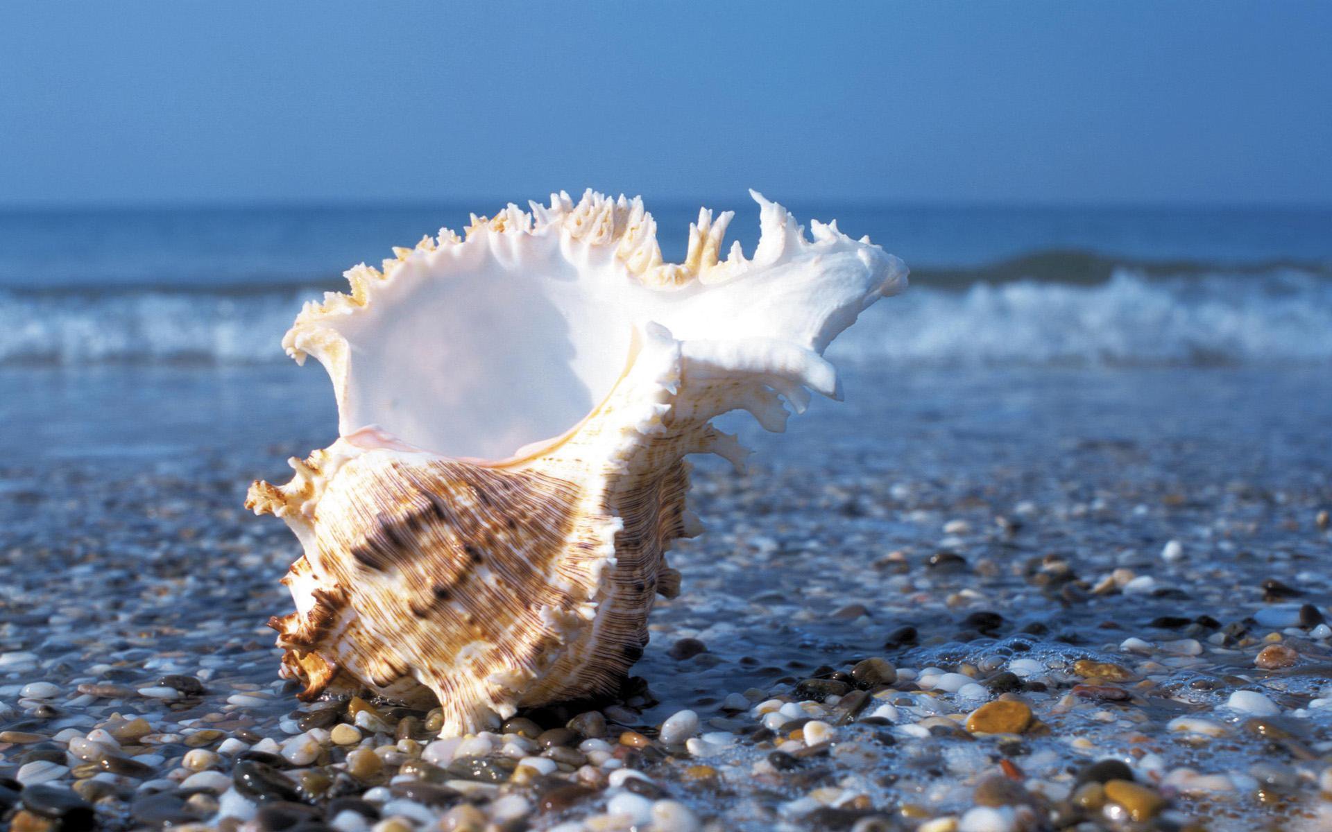 小清新,唯美,静物写真,物语,大海,海边,海螺,沙滩,贝壳