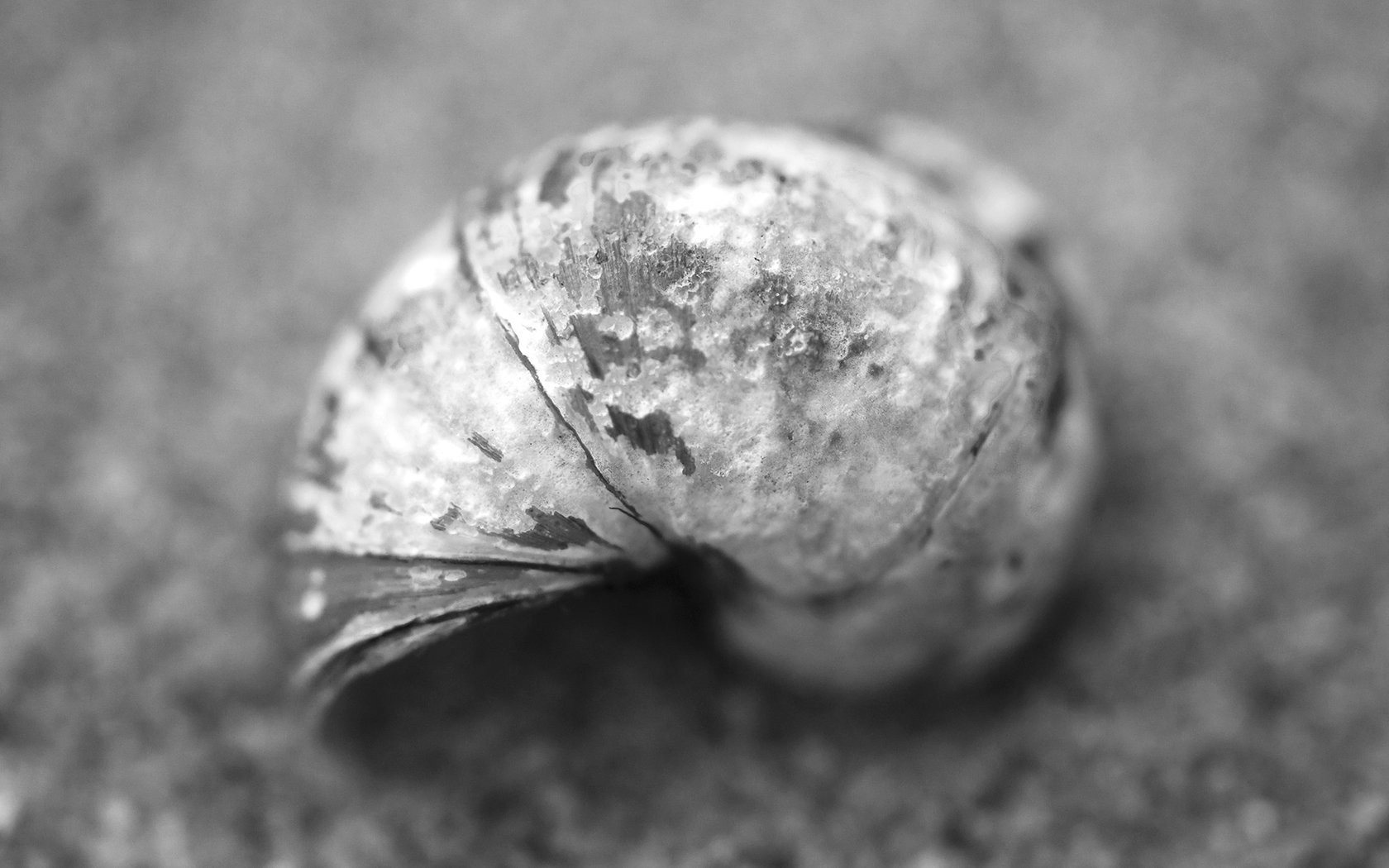 小清新,唯美,静物写真,物语,大海,海边,海螺,沙滩,贝壳