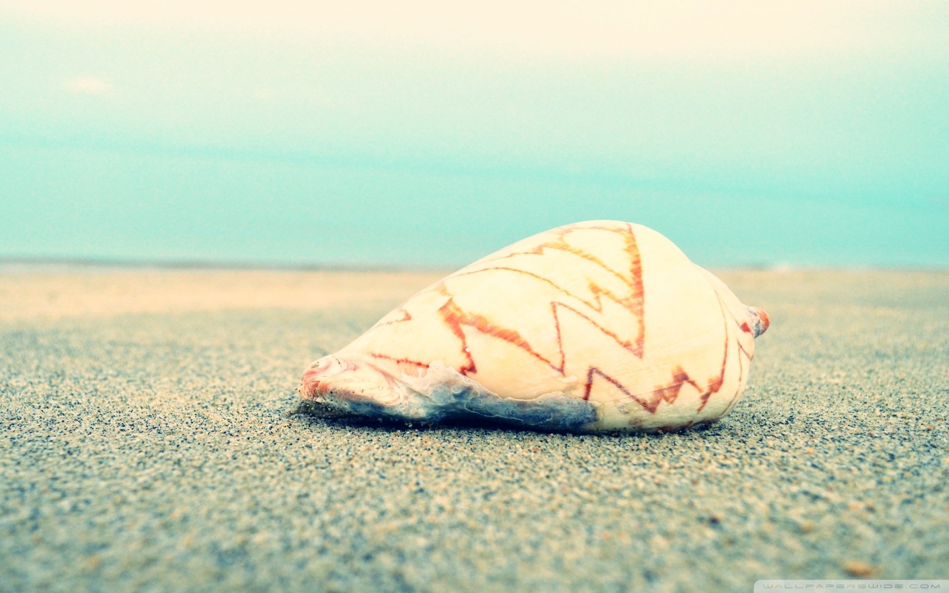 小清新,唯美,静物写真,物语,大海,海边,海螺,沙滩,贝壳