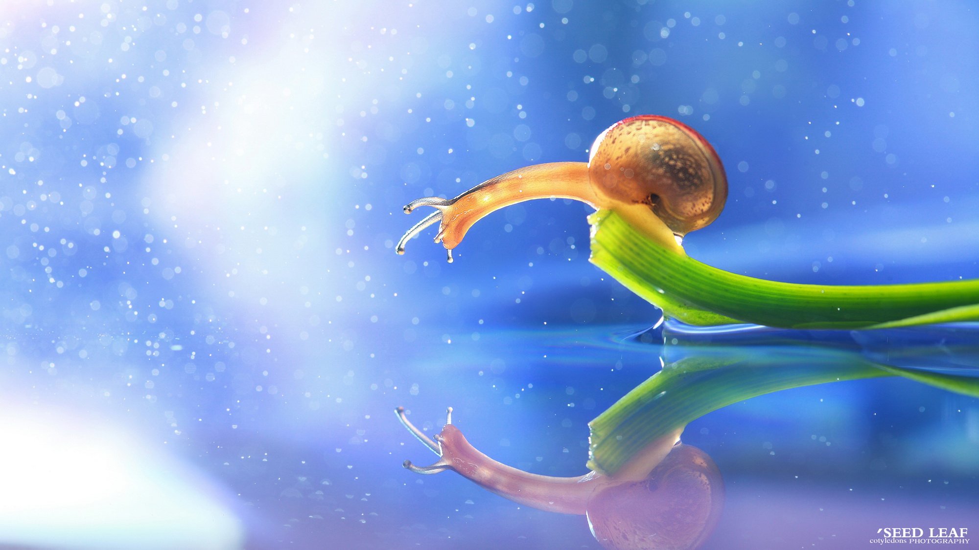 Seed,leaf摄影-蜗牛梦幻記,@SeedLeaf