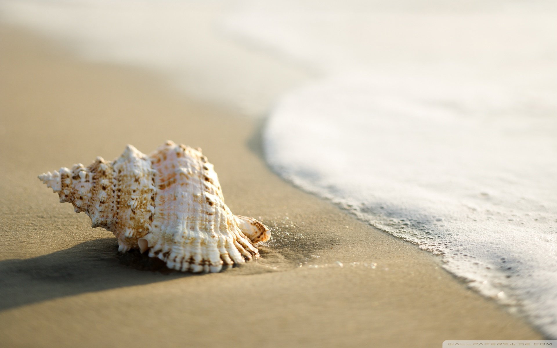 小清新,唯美,静物写真,物语,大海,海边,海螺,沙滩,贝壳