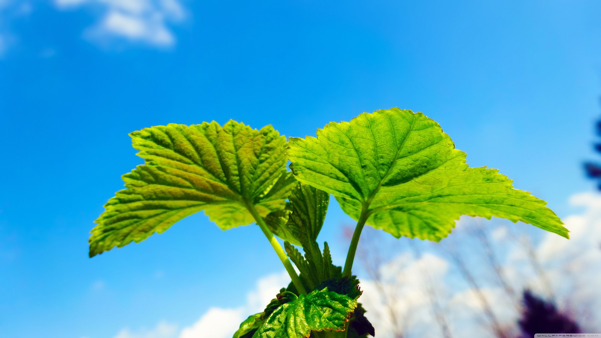小清新,唯美,温馨,安静,绿色植物