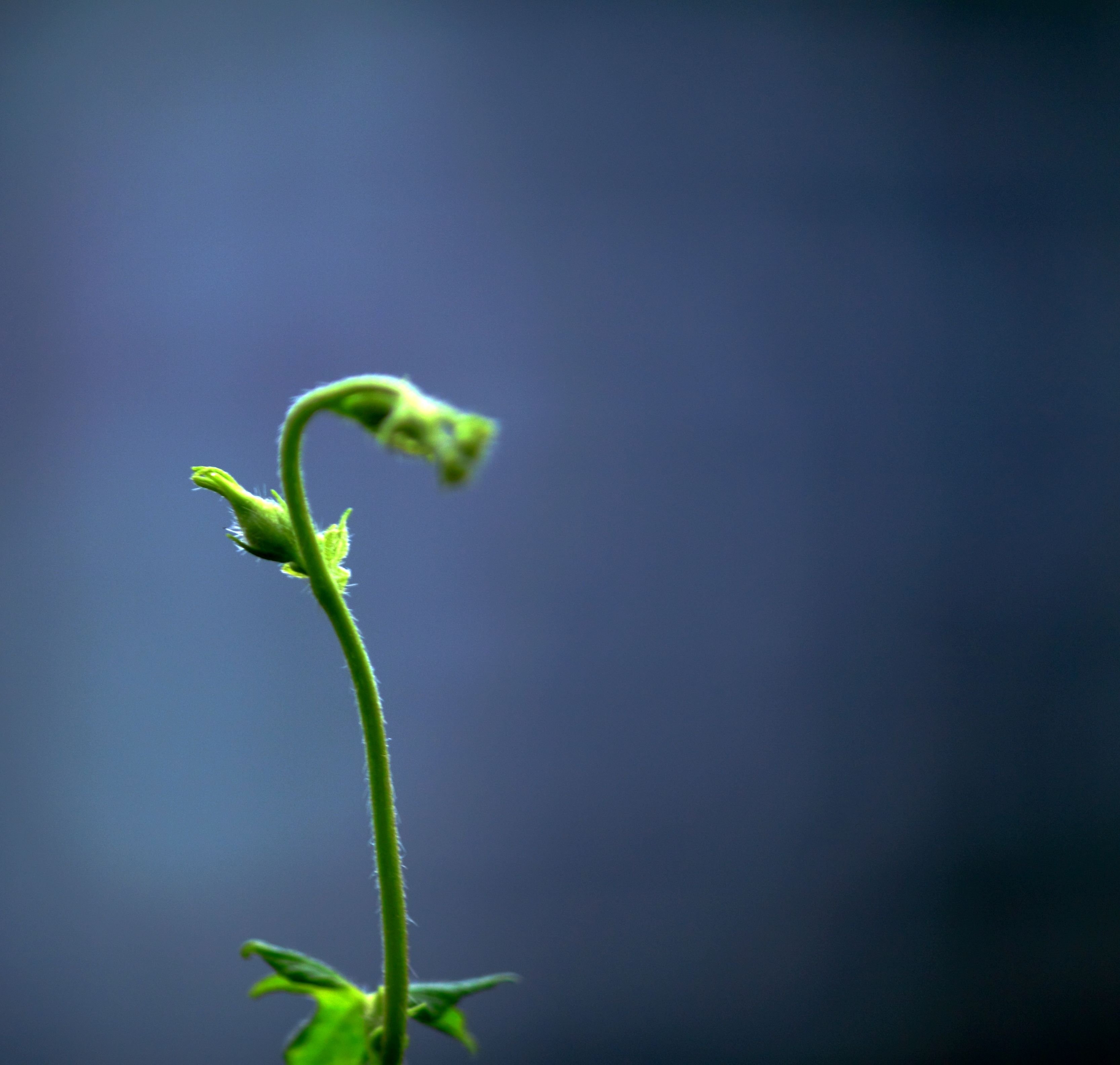 小清新,唯美,温馨,安静,绿色养眼,植物
