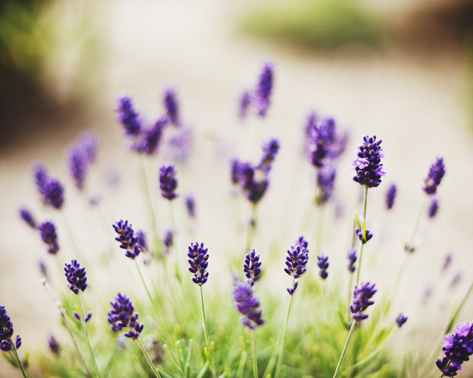 小清新,唯美,薰衣草,风景,植物,等待爱情,紫色