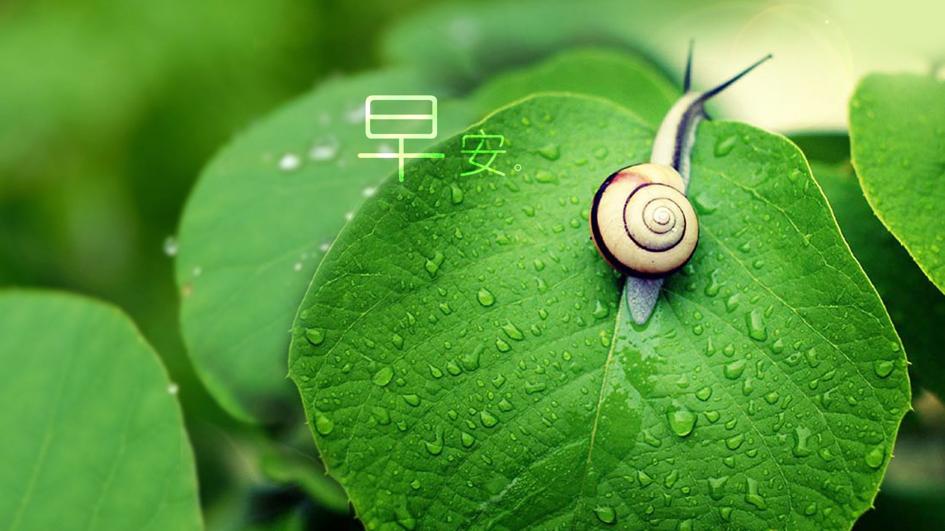 小清新,唯美,早安,温暖,温馨,幸福,绿色养眼,蜗牛,叶子