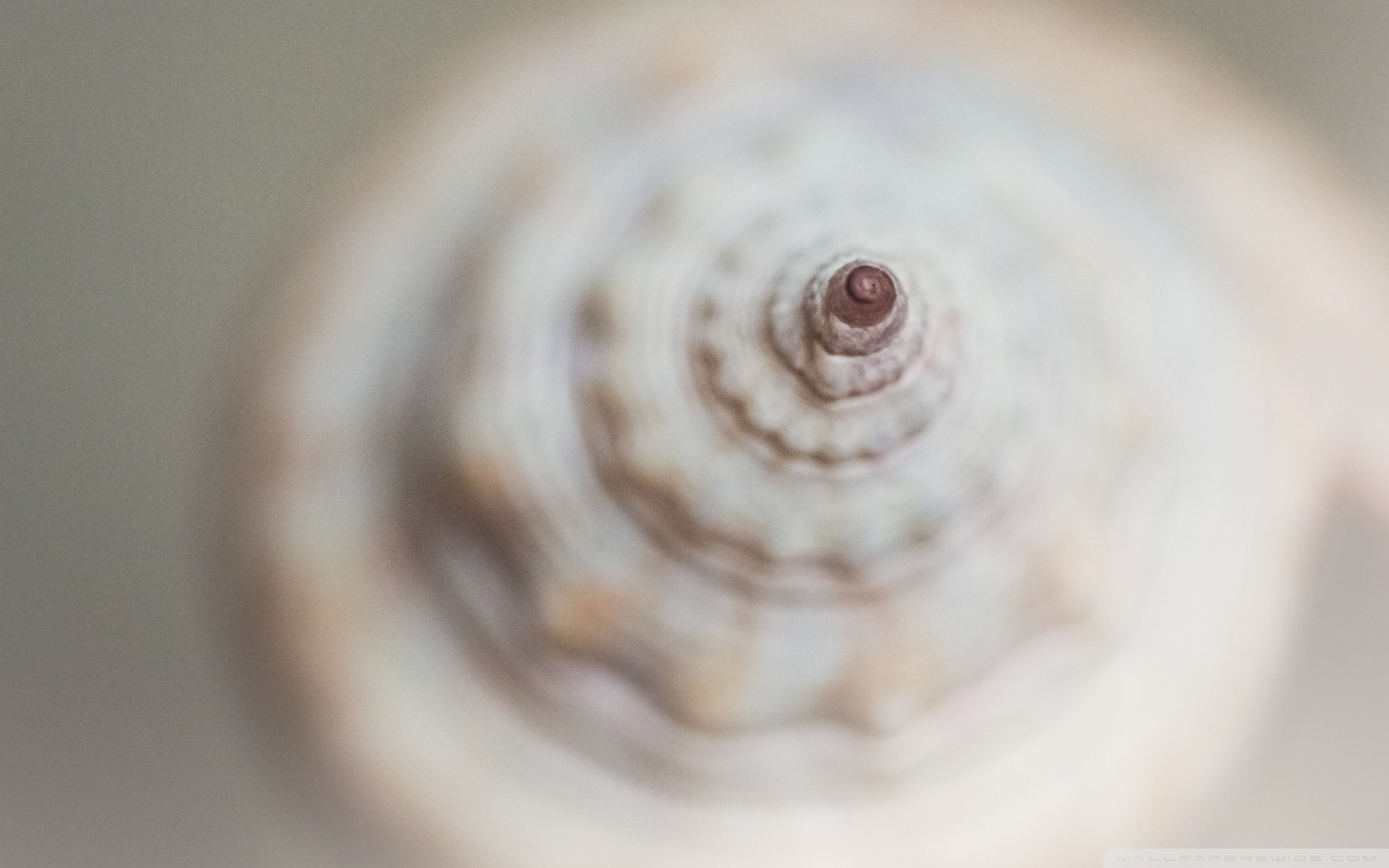 小清新,唯美,静物写真,物语,大海,海边,海螺,沙滩,贝壳