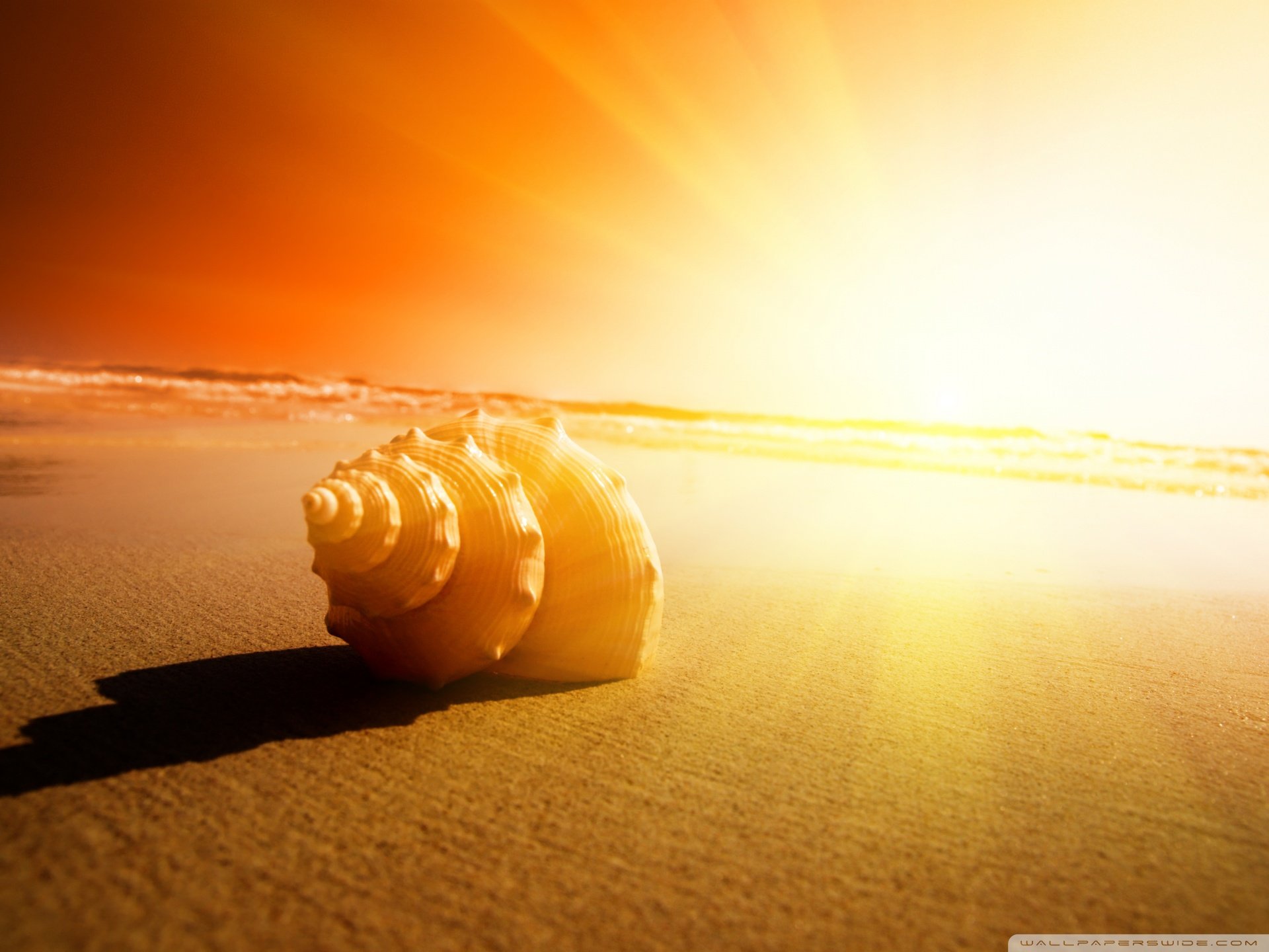 小清新,唯美,静物写真,物语,大海,海边,海螺,沙滩,贝壳