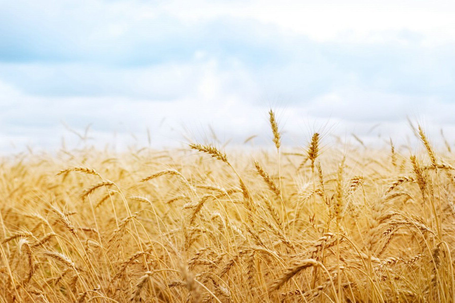 风景,自然风光,意境麦苗,麦田,秋天,收获