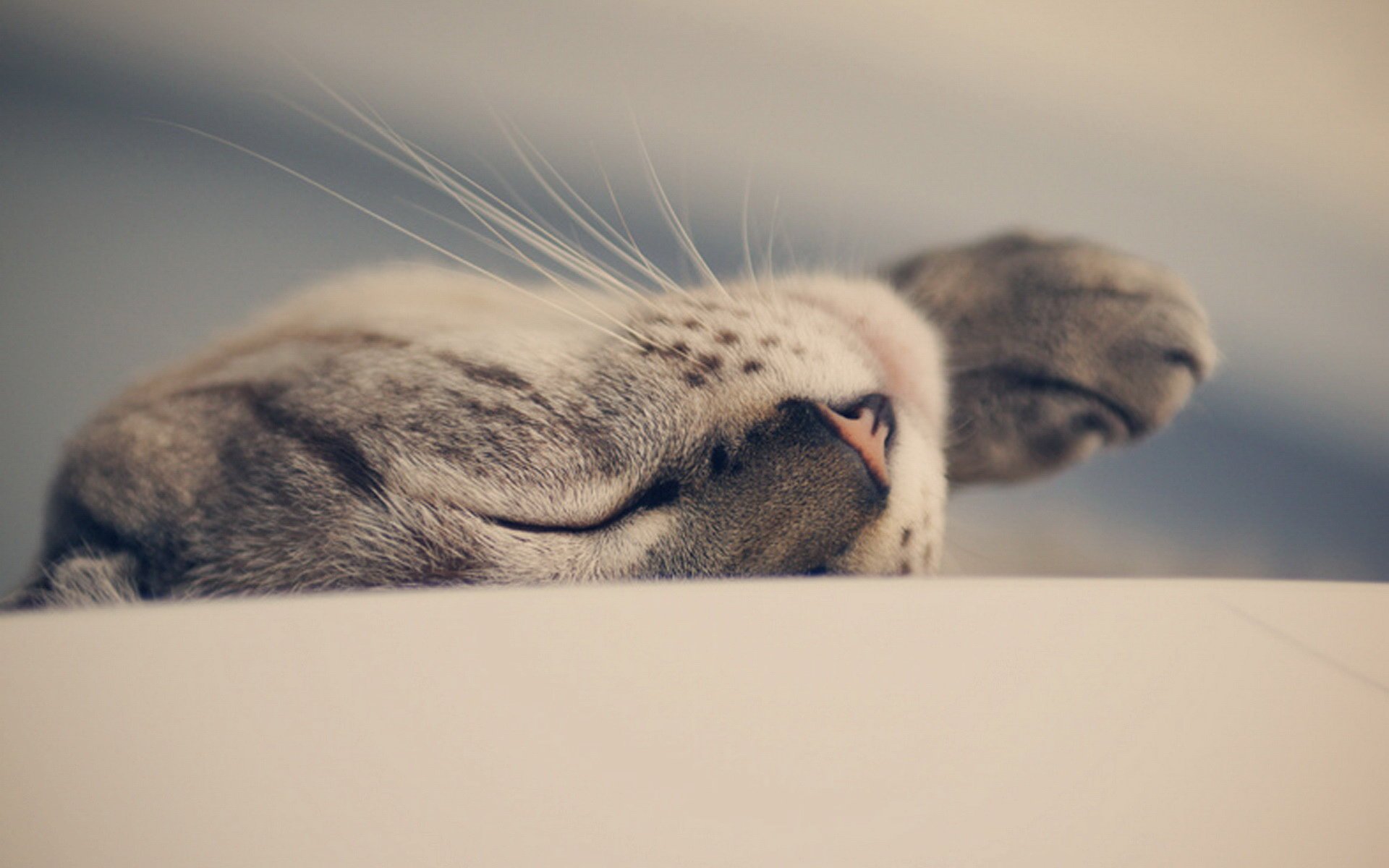 动物,萌宠,喵星人,猫咪,猫爪