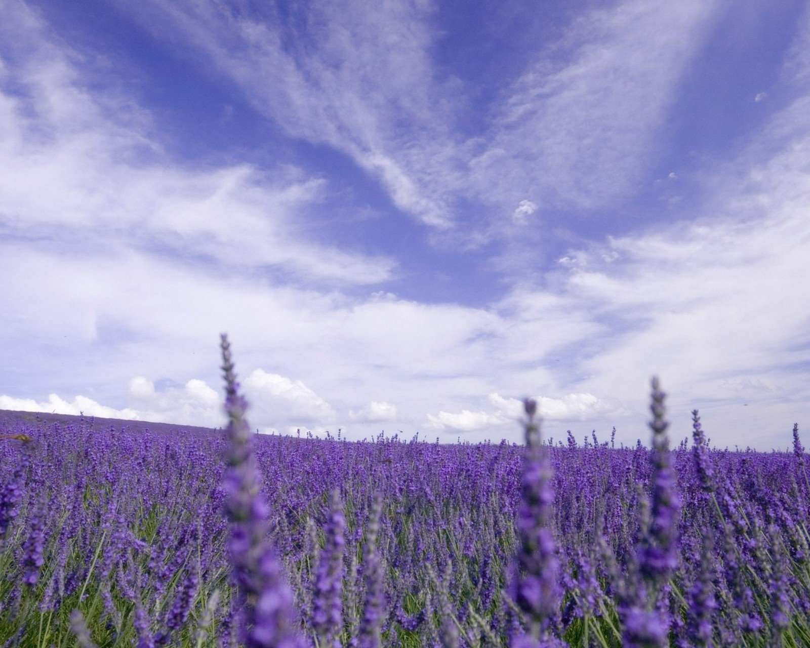 小清新,唯美,薰衣草,风景,植物,等待爱情,紫色