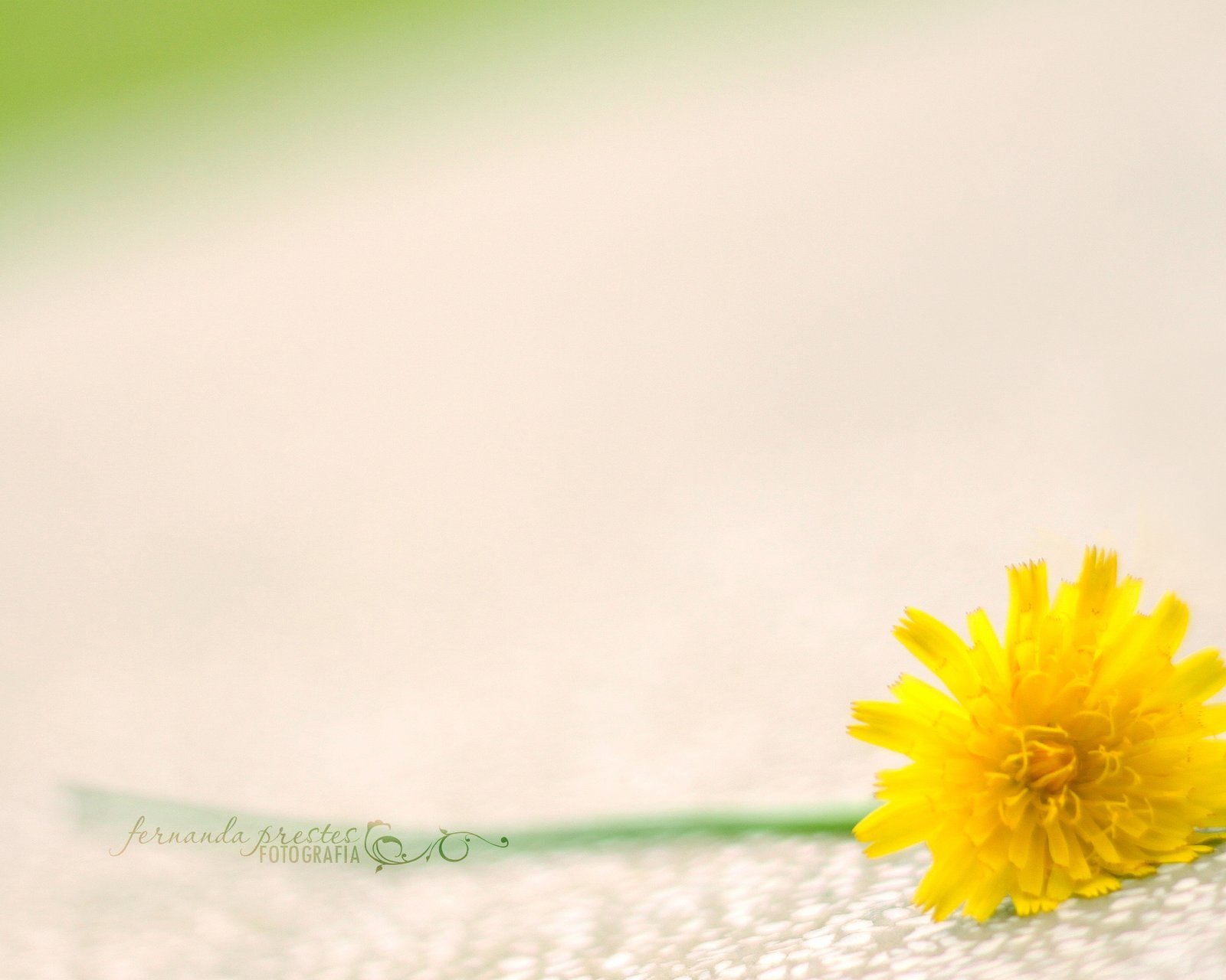 小清新,唯美,静物写真,温馨,物语,回忆,弹奏,美女,大提琴,其它