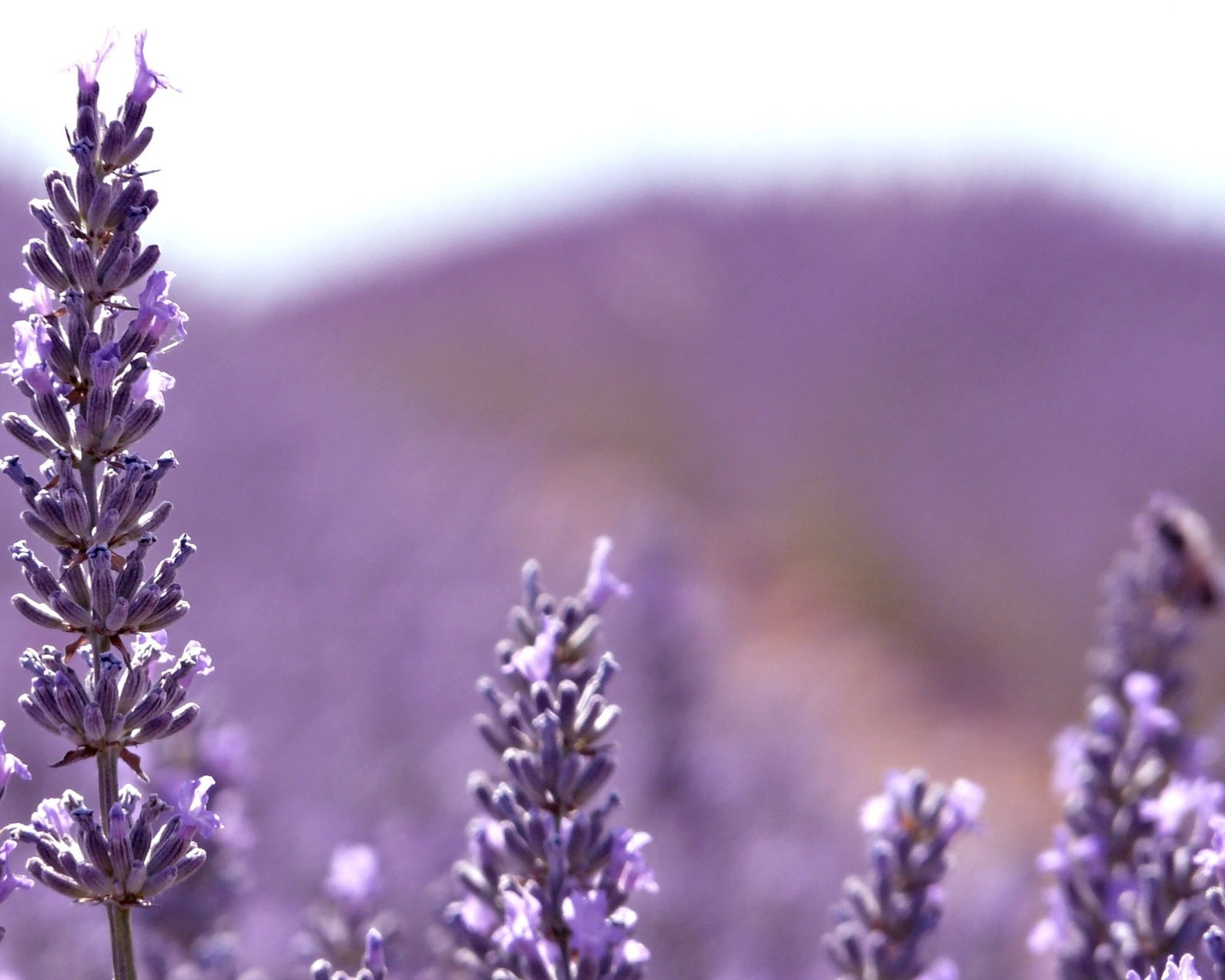 小清新,唯美,薰衣草,风景,植物,等待爱情,紫色