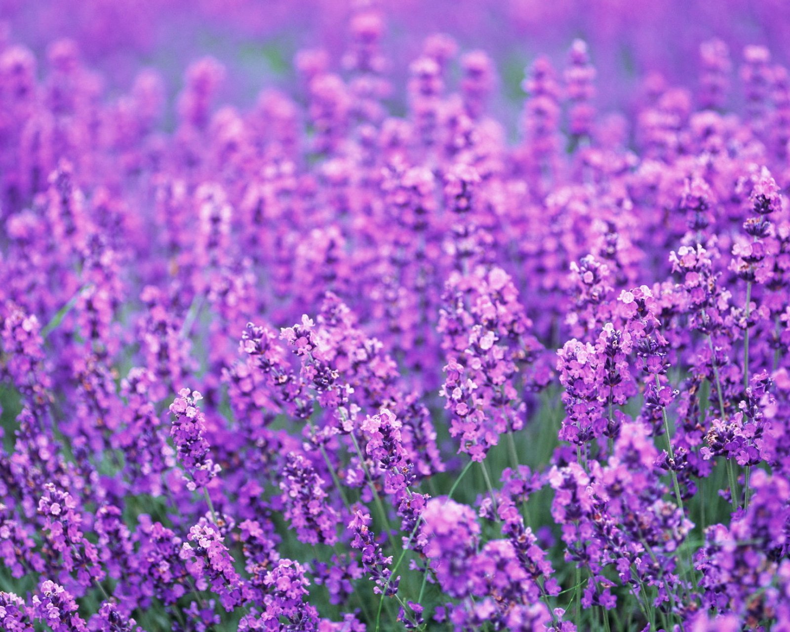 小清新,唯美,薰衣草,风景,植物,等待爱情,紫色