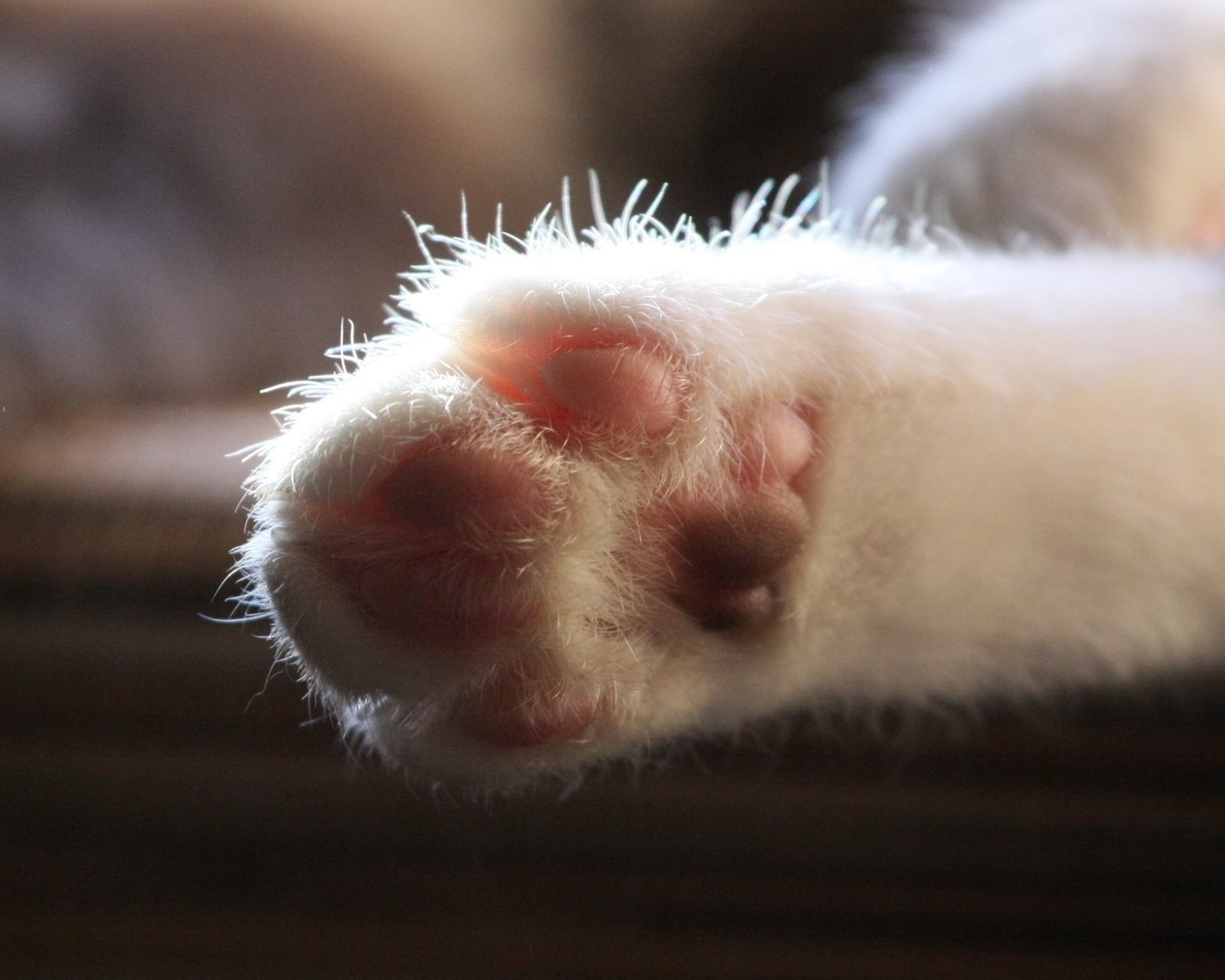 动物,萌宠,喵星人,猫咪,猫爪