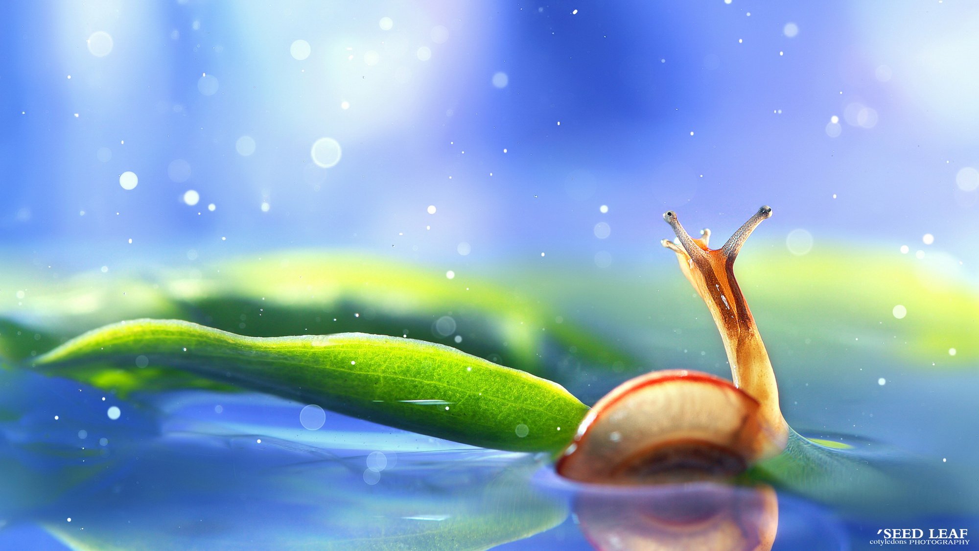 Seed,leaf摄影-蜗牛梦幻記,@SeedLeaf