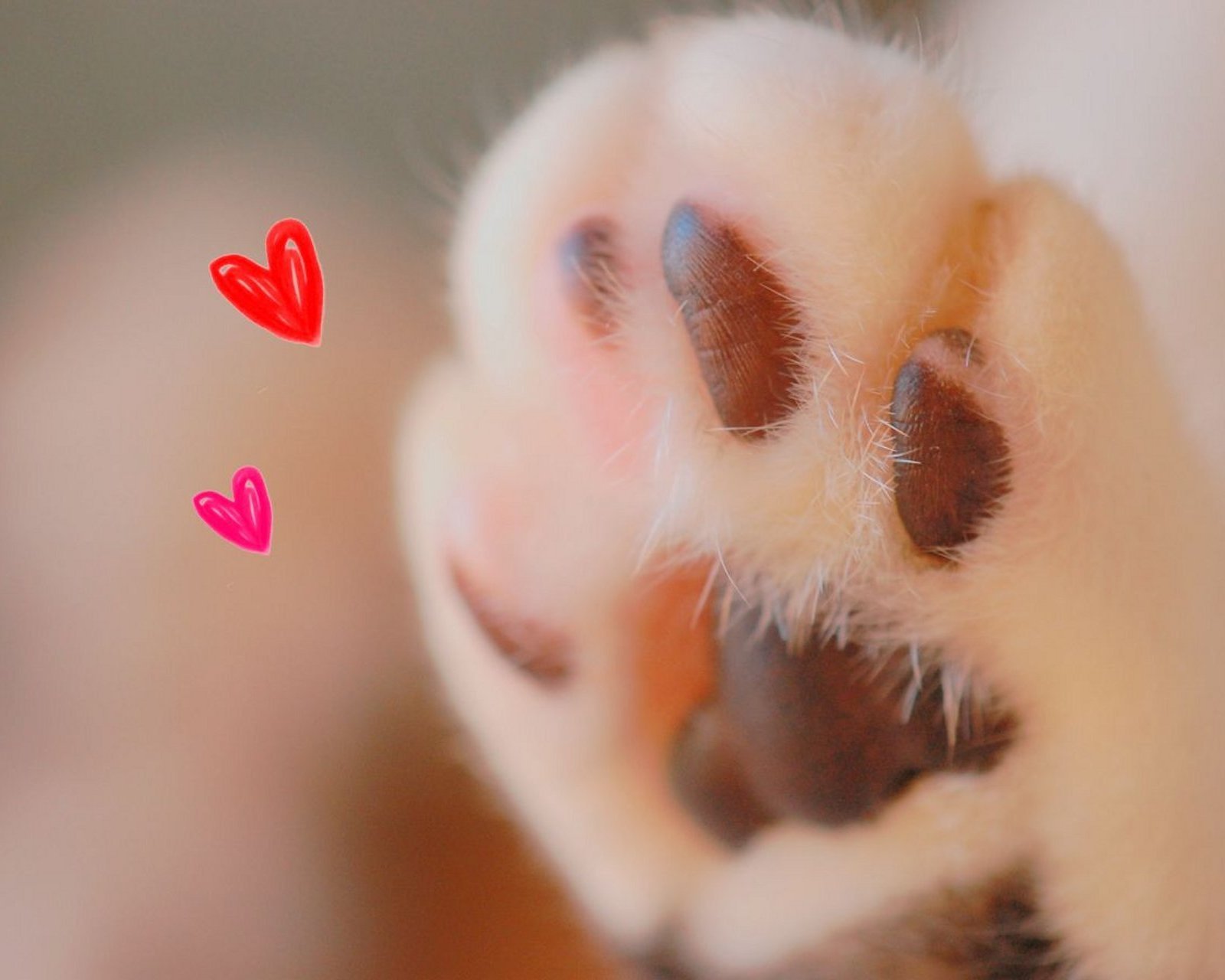 动物,萌宠,喵星人,猫咪,猫爪