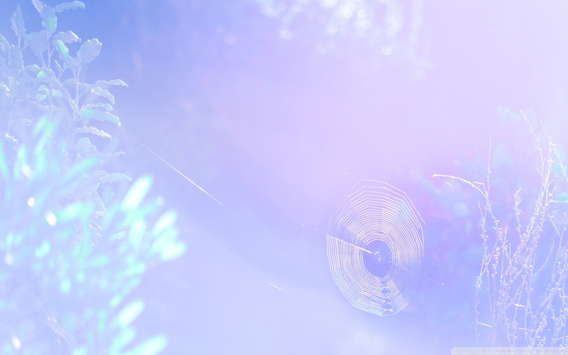 风景,自然风光,夏季,蛛丝,网,蛛网