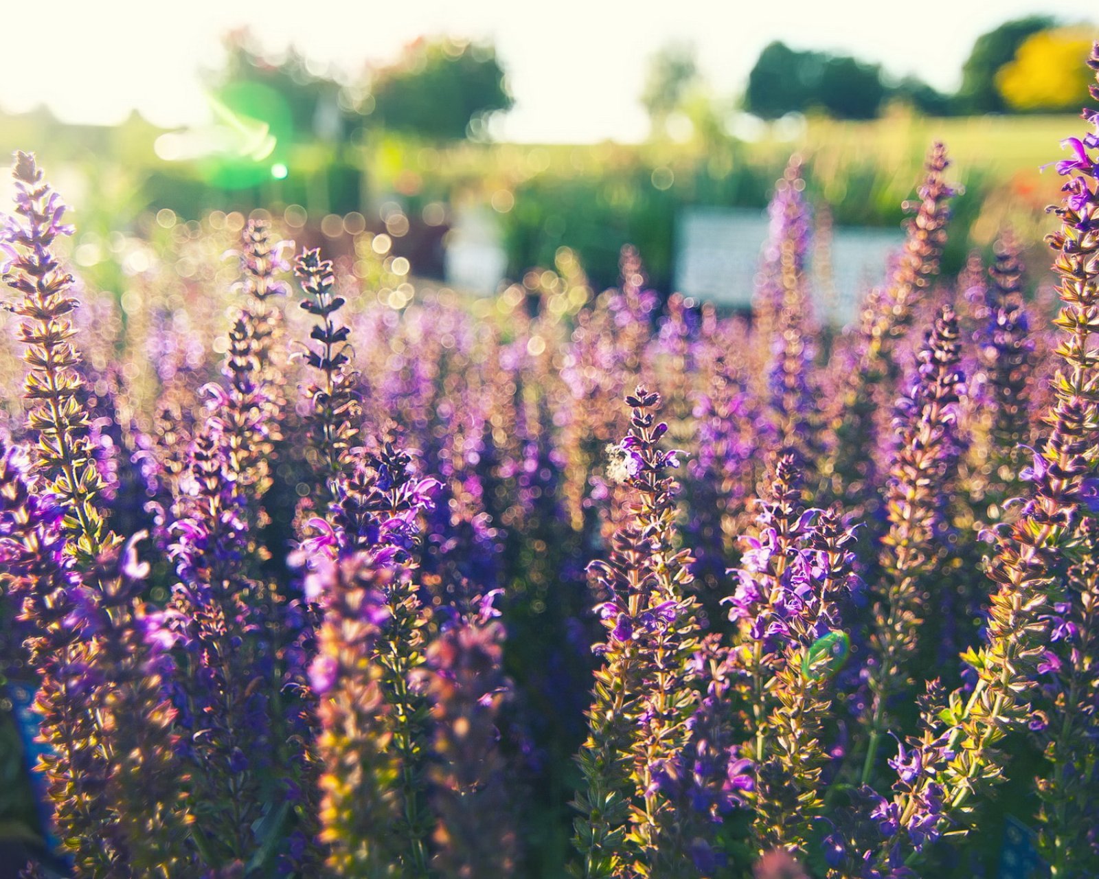 小清新,唯美,薰衣草,风景,植物,等待爱情,紫色