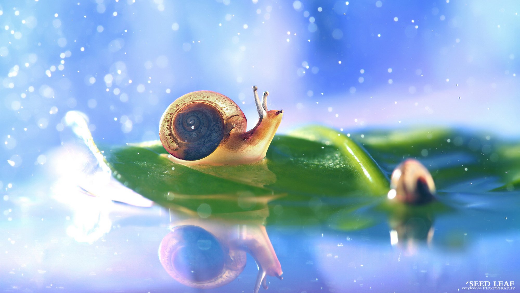 Seed,leaf摄影-蜗牛梦幻記,@SeedLeaf