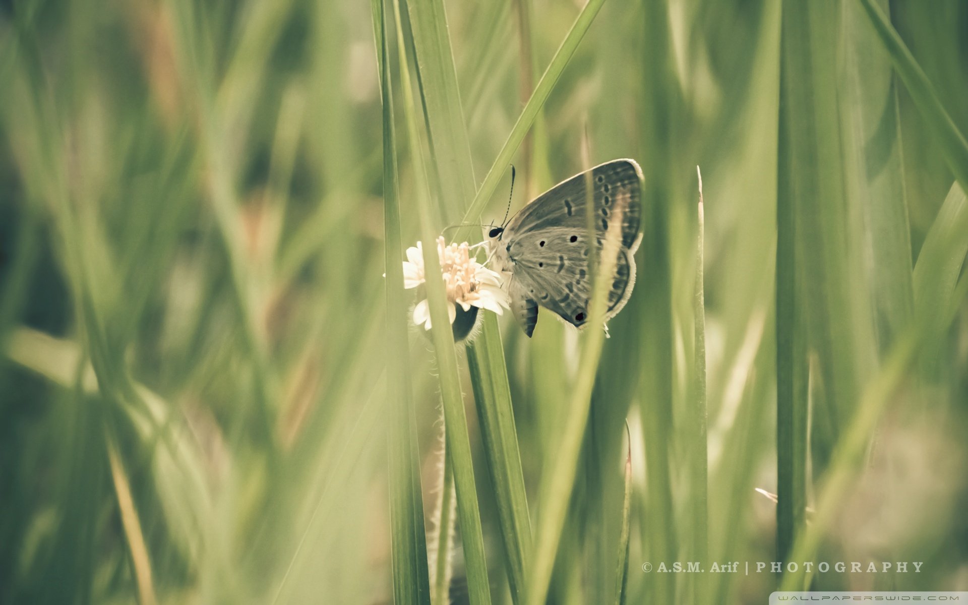 动物,野生动物,蝴蝶