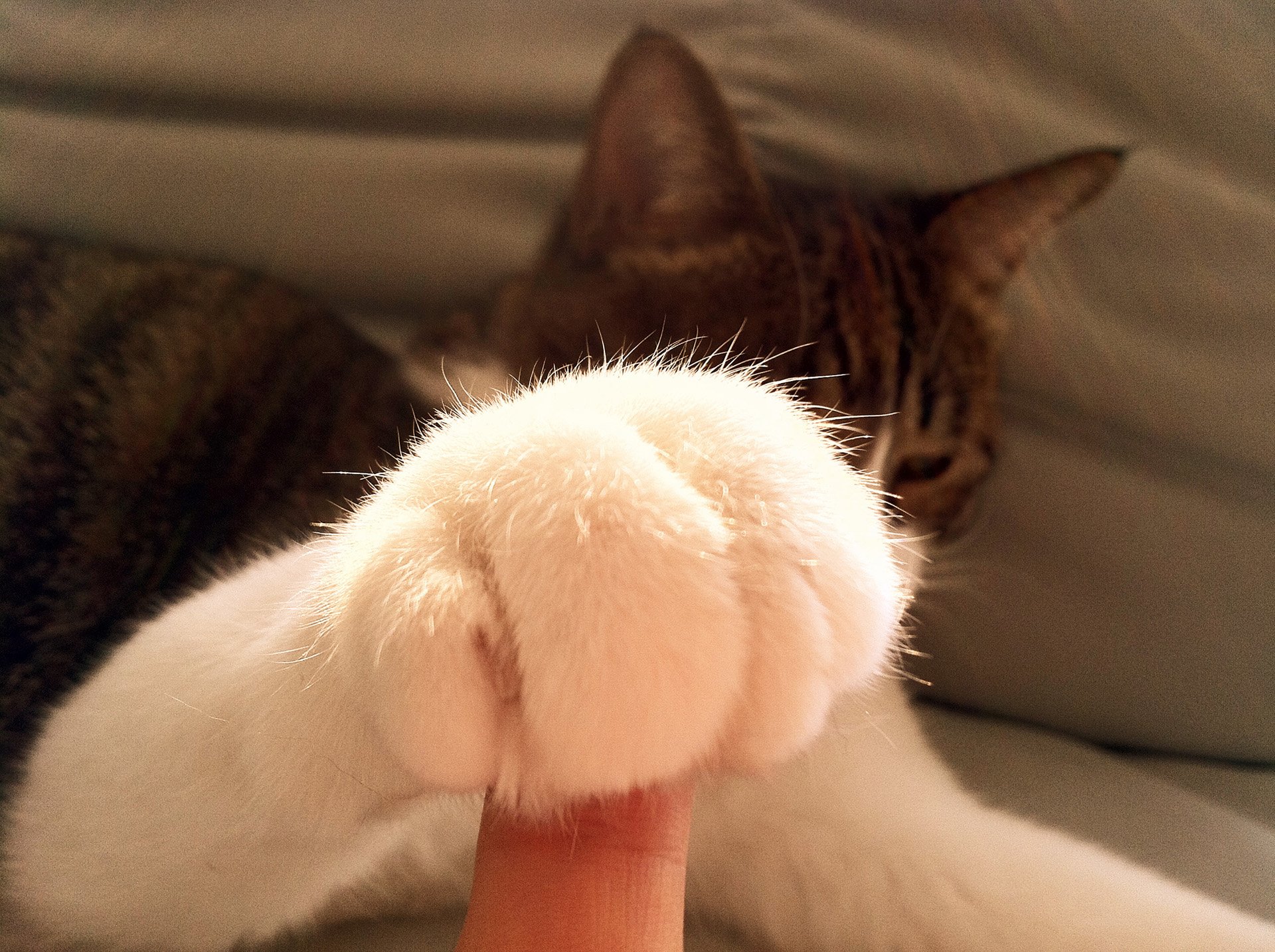 动物,萌宠,喵星人,猫咪,猫爪