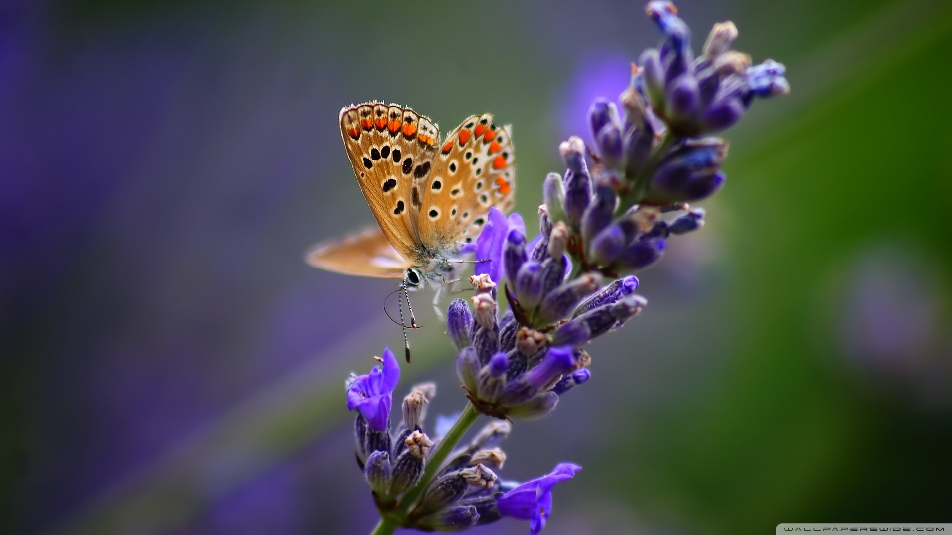 小清新,唯美,薰衣草,风景,植物,等待爱情,紫色