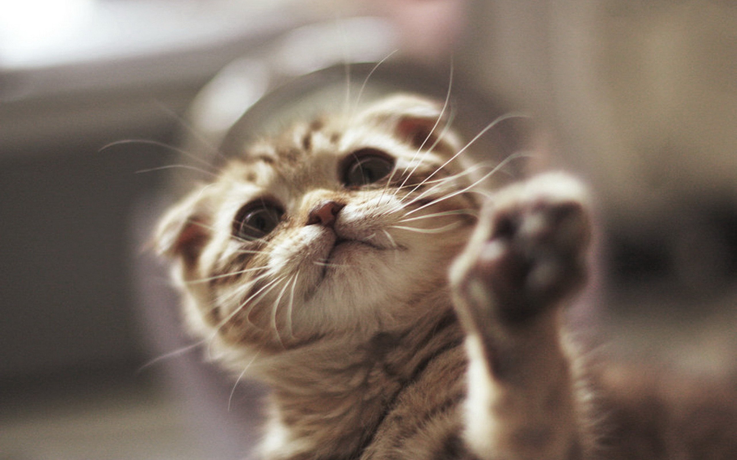 动物,萌宠,喵星人,猫咪,猫爪