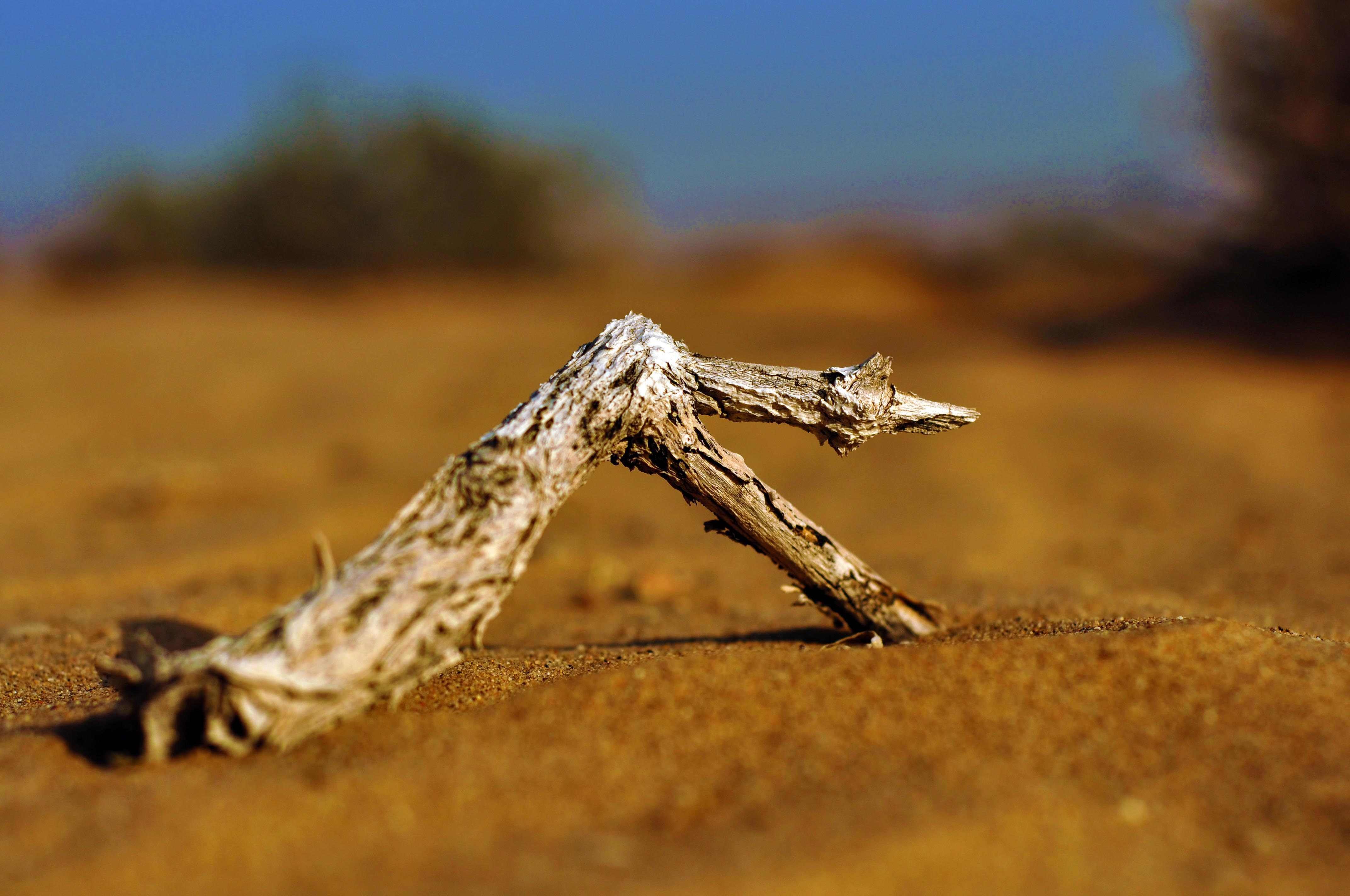 小清新,唯美,干枯,生命,坚强,顽强
