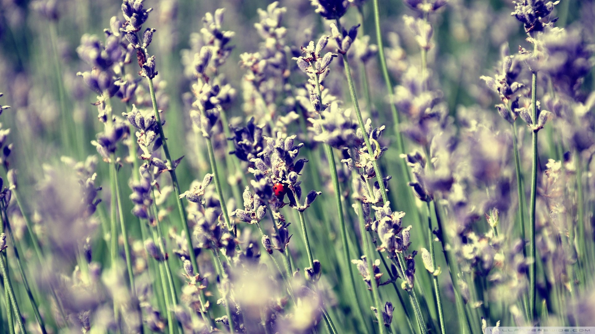 小清新,唯美,薰衣草,风景,植物,等待爱情,紫色