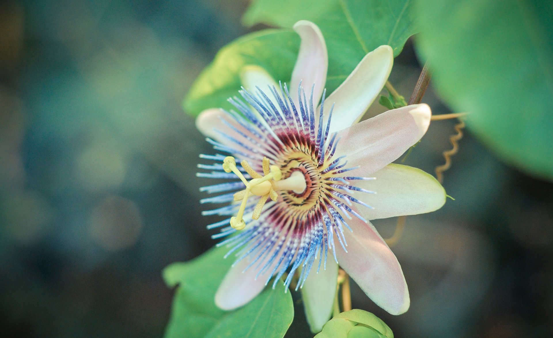 小清新,唯美,花,娇艳欲滴