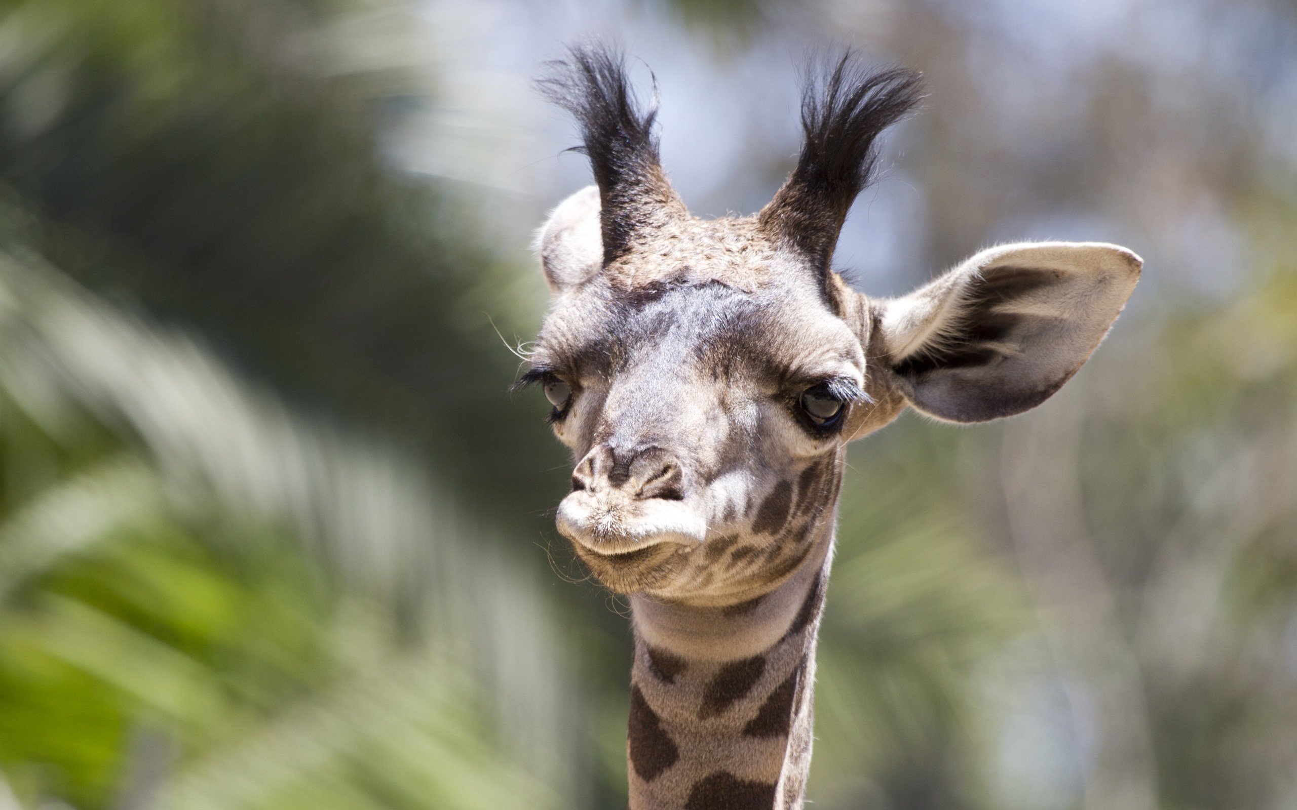 动物,野生动物,长颈鹿