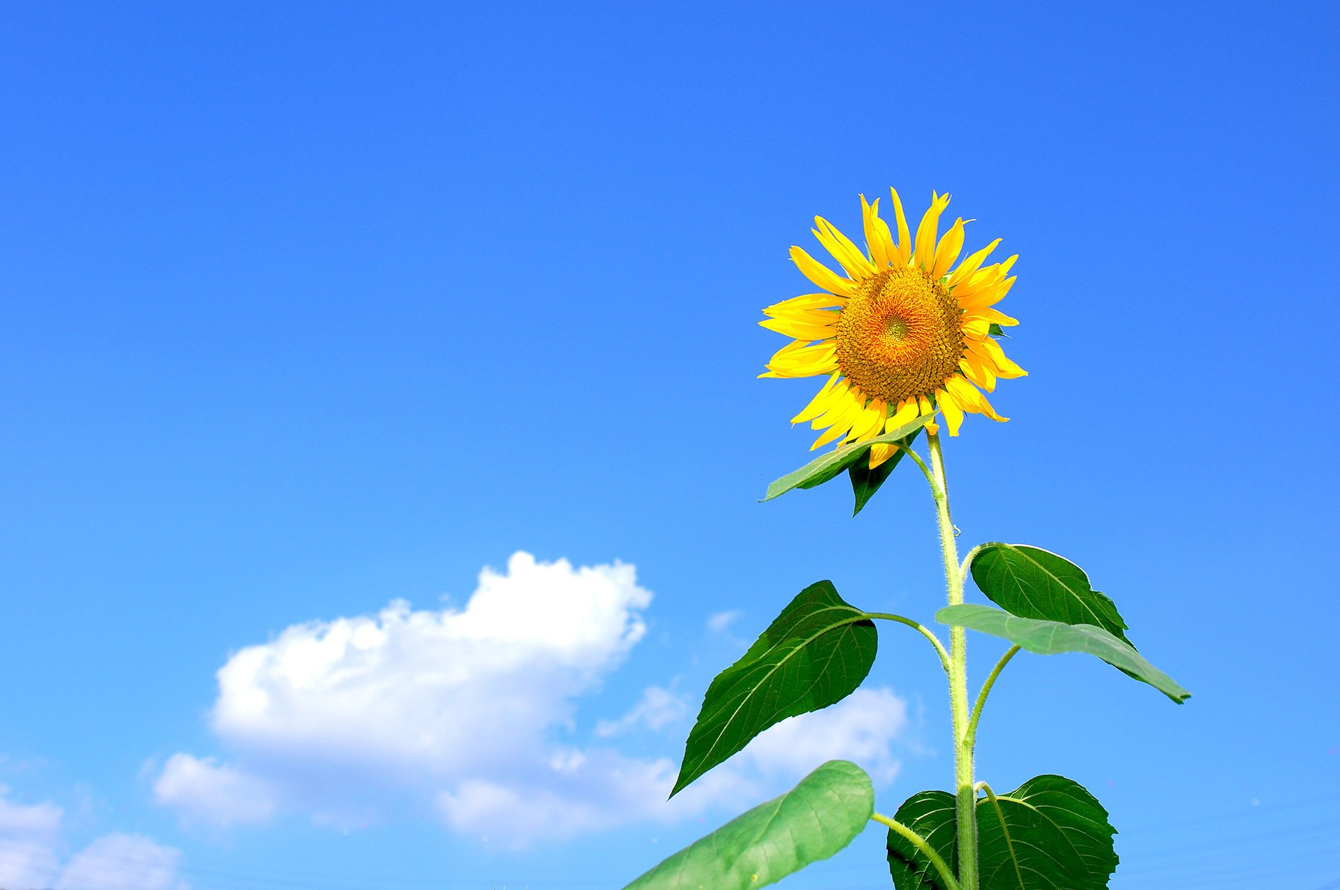 小清新,唯美,温馨,安静,向日葵,阳光,蓝天白云