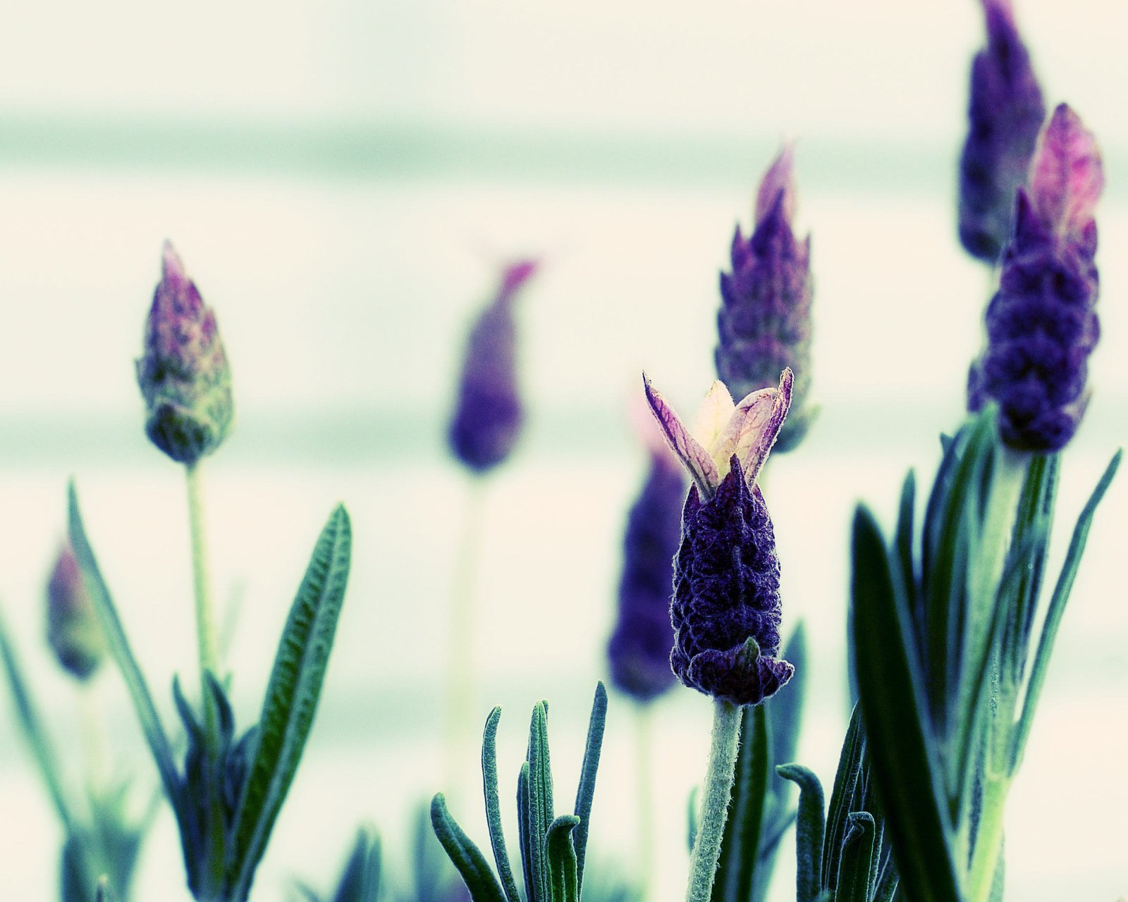 小清新,唯美,薰衣草,风景,植物,等待爱情,紫色